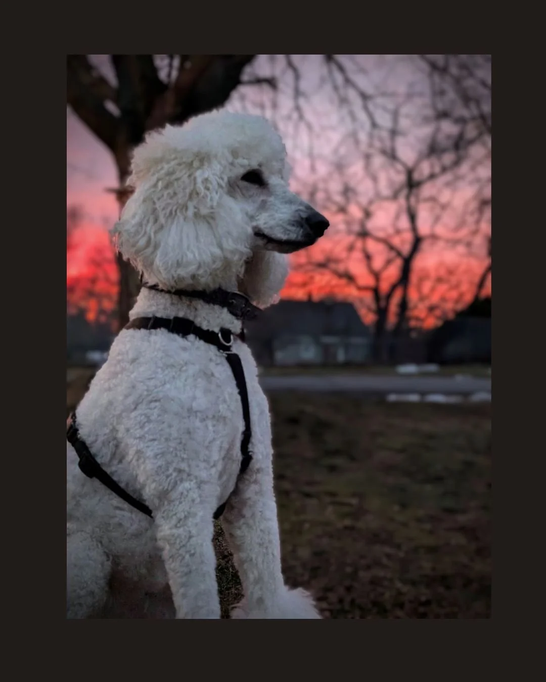 What Dogs Notice That People Don’t