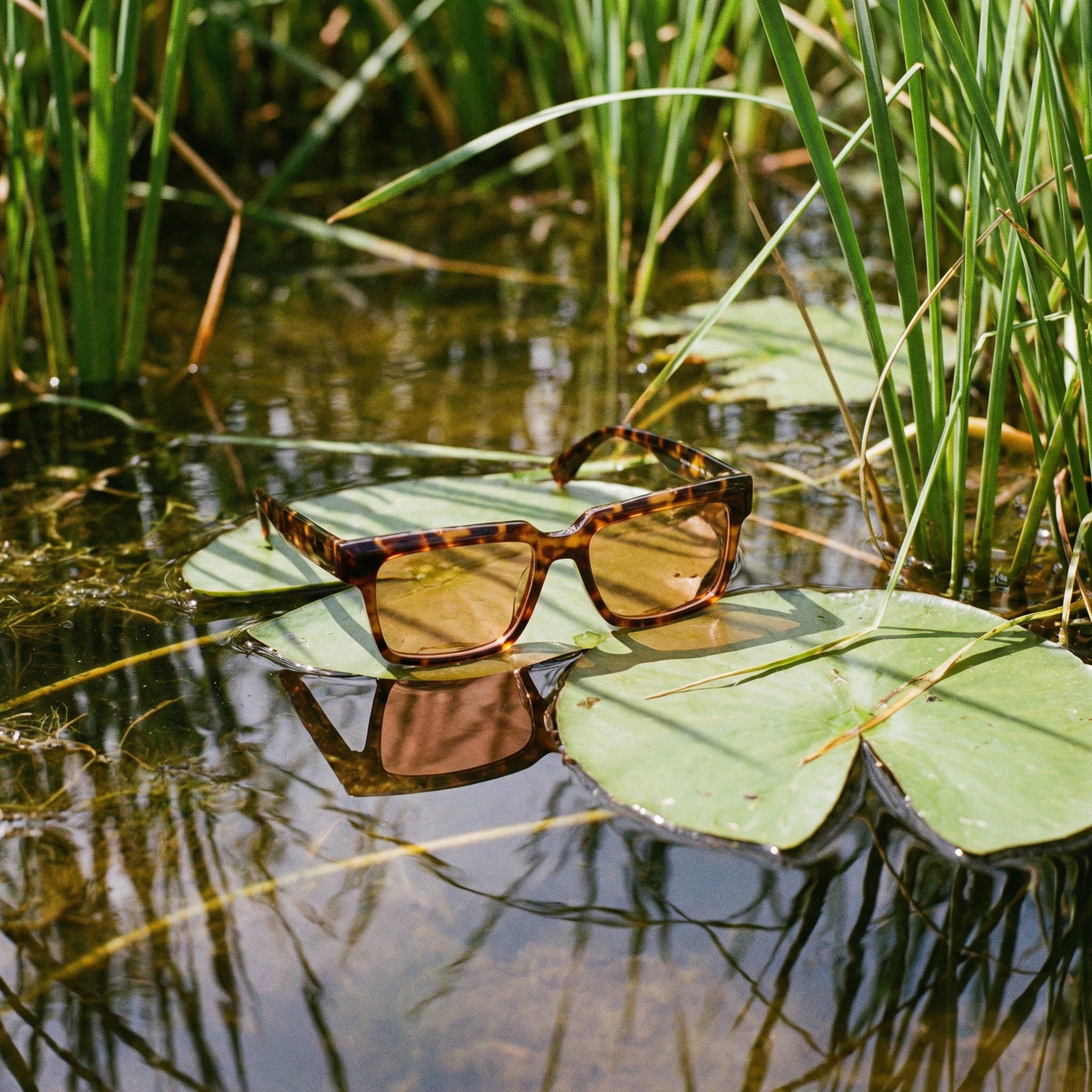Tortoiseshell sunglasses resting on a green lily pad in a pond, surrounded by green reeds and water.