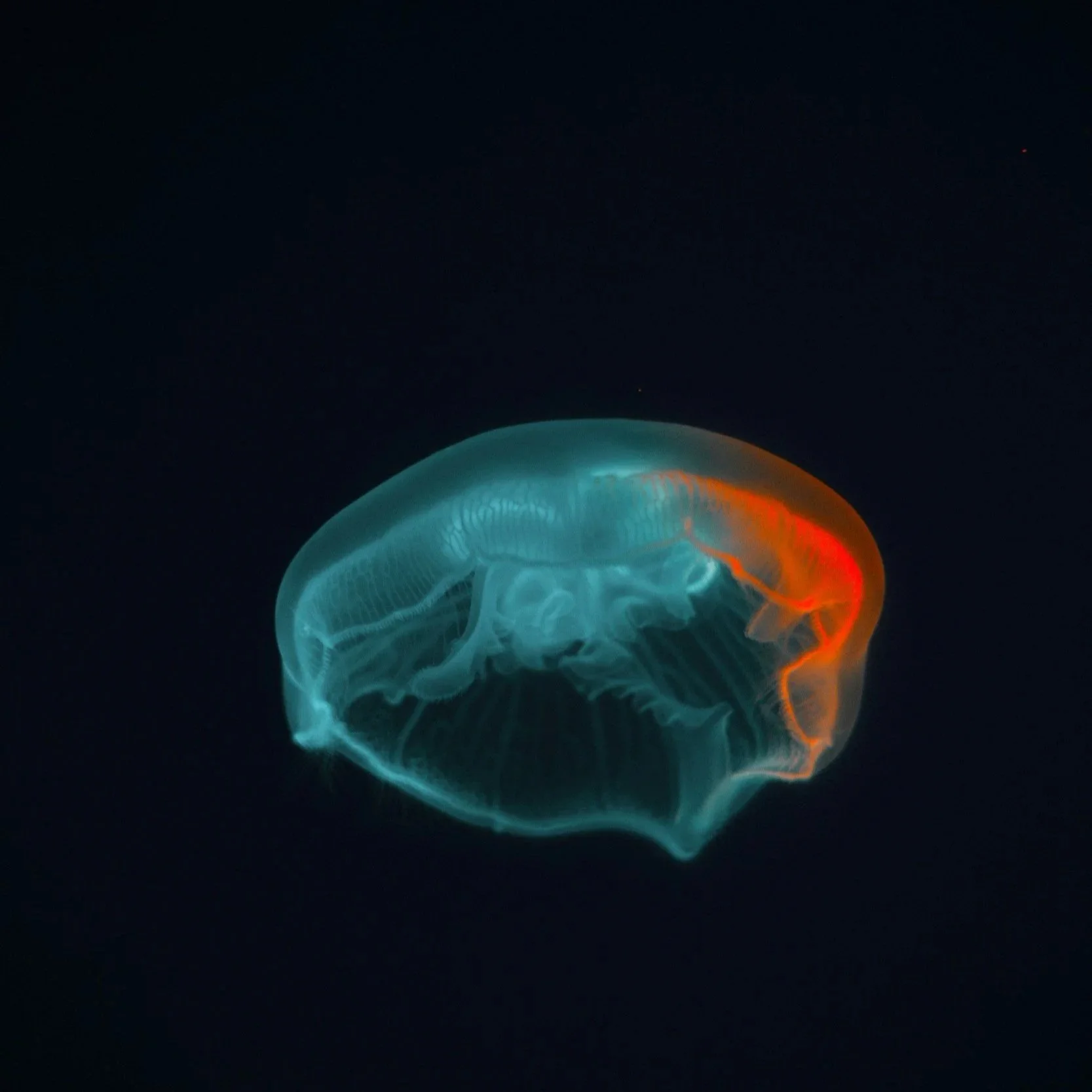 When the Brain Fills in the Blanks