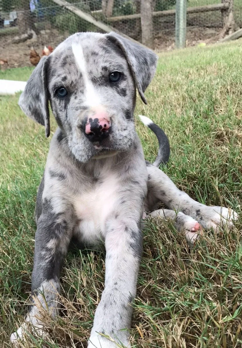Grey and white puppy with blue eyes - Valley Vet Emergency