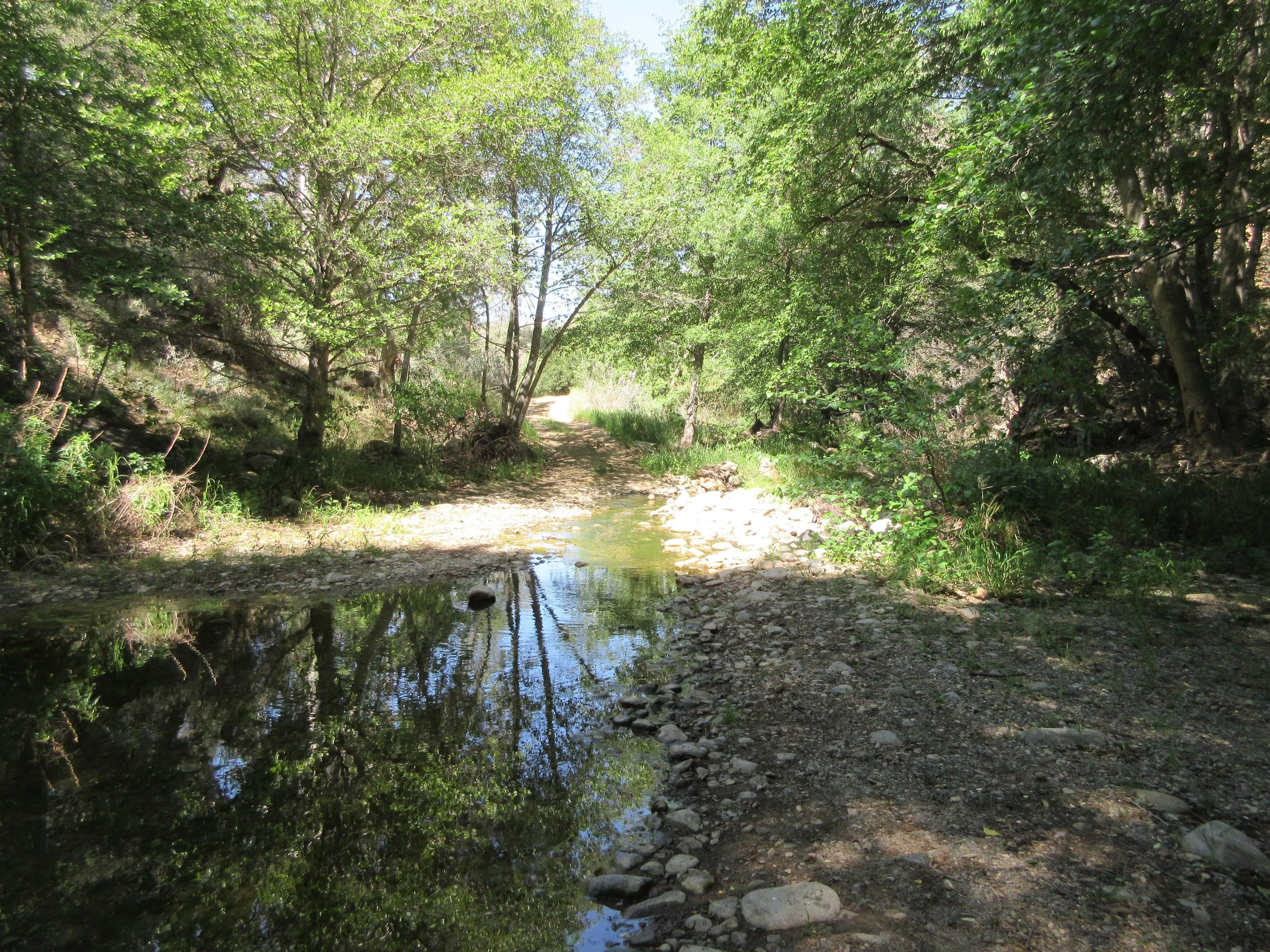Protect our Forests from Roads