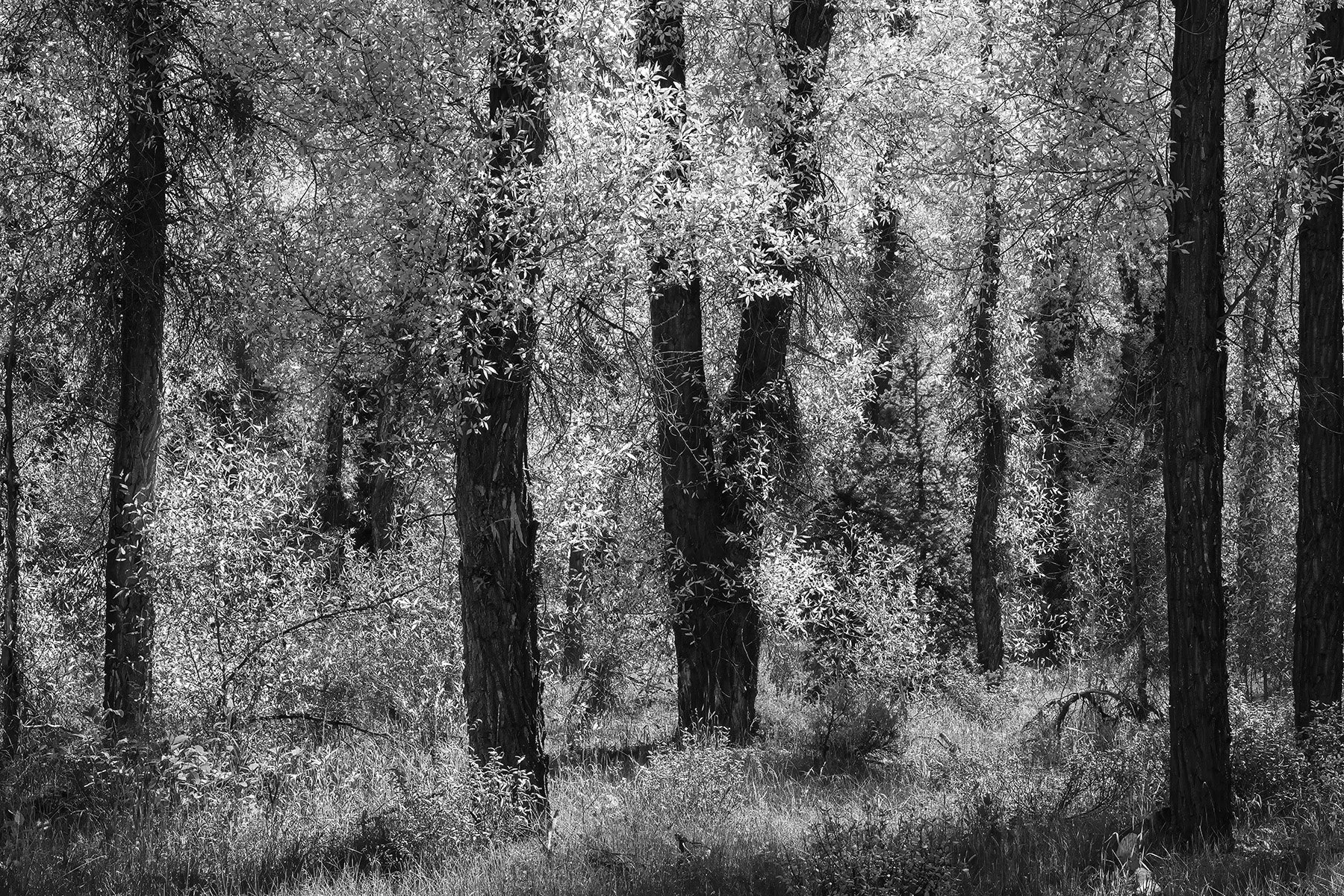 Sunlight in the Forest