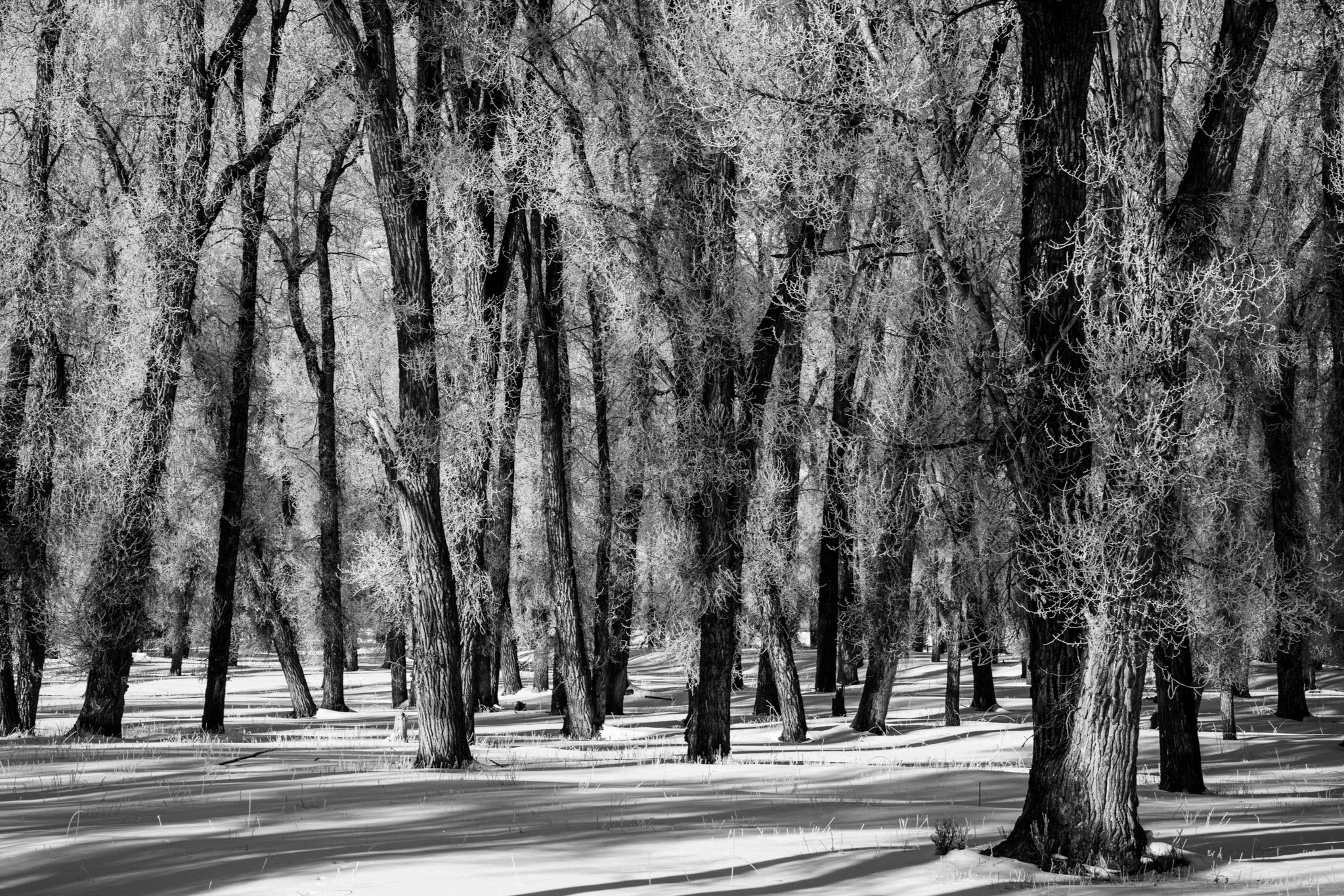 Cottonwood Tree Grove