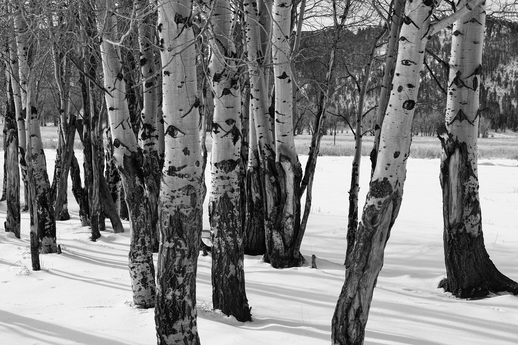 Aspen Tree Grove
