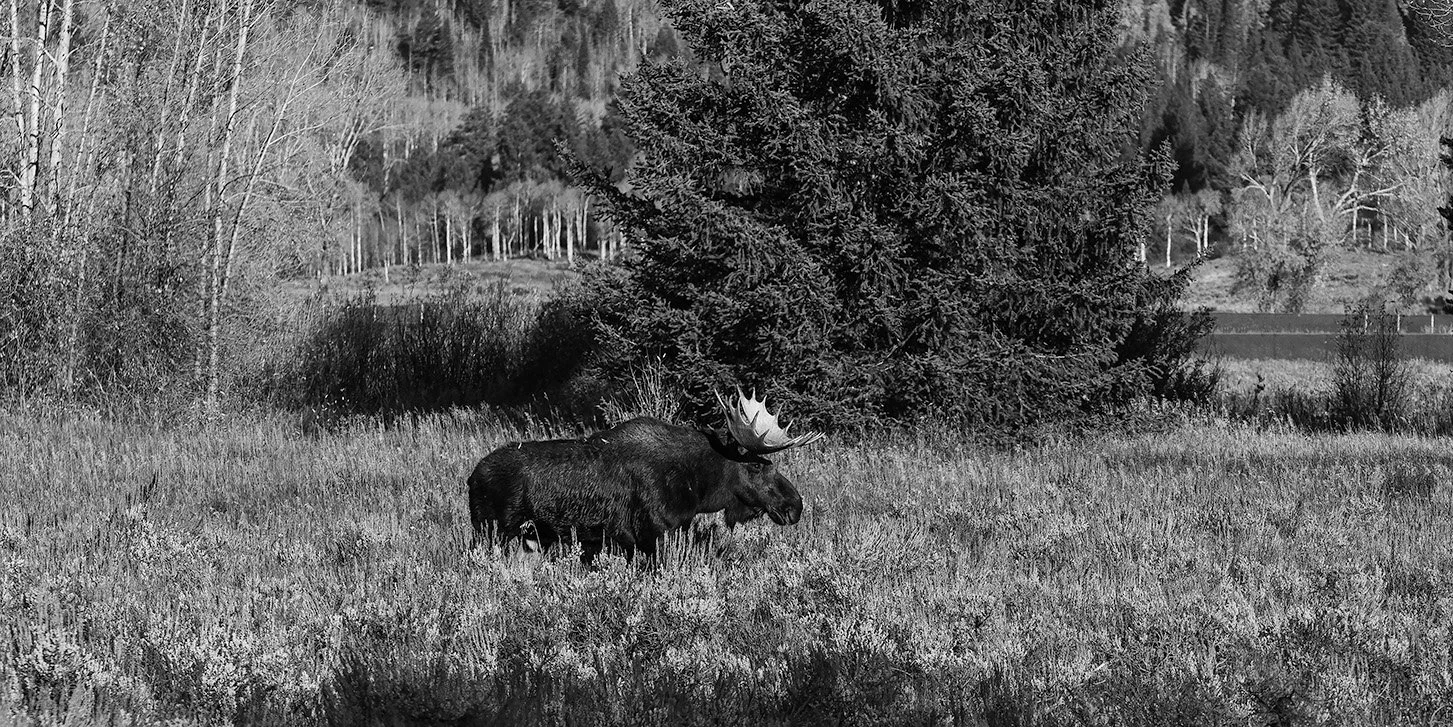 Bull Moose