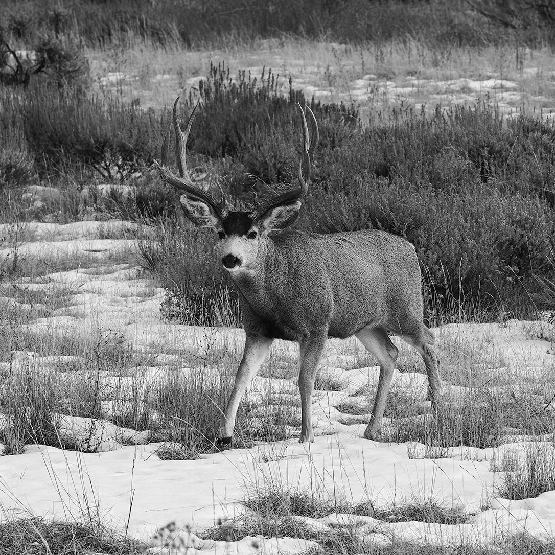 Mule Deer