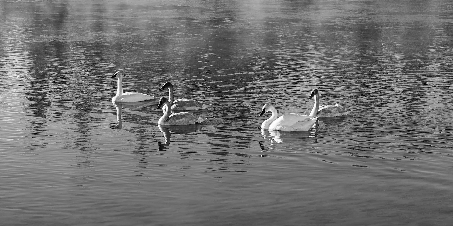 Swans on the Snake River