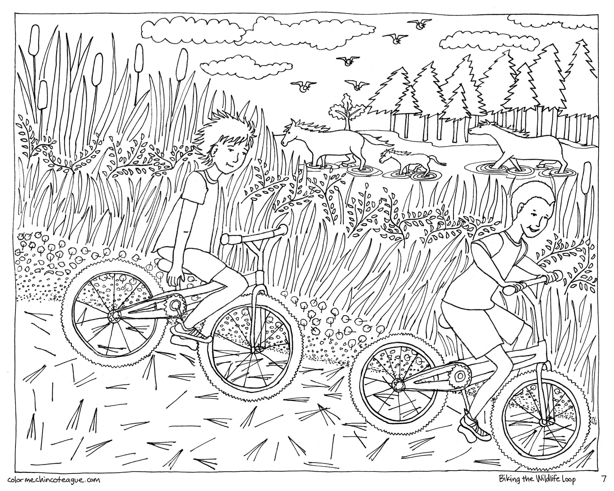 Assateague ponies coloring book