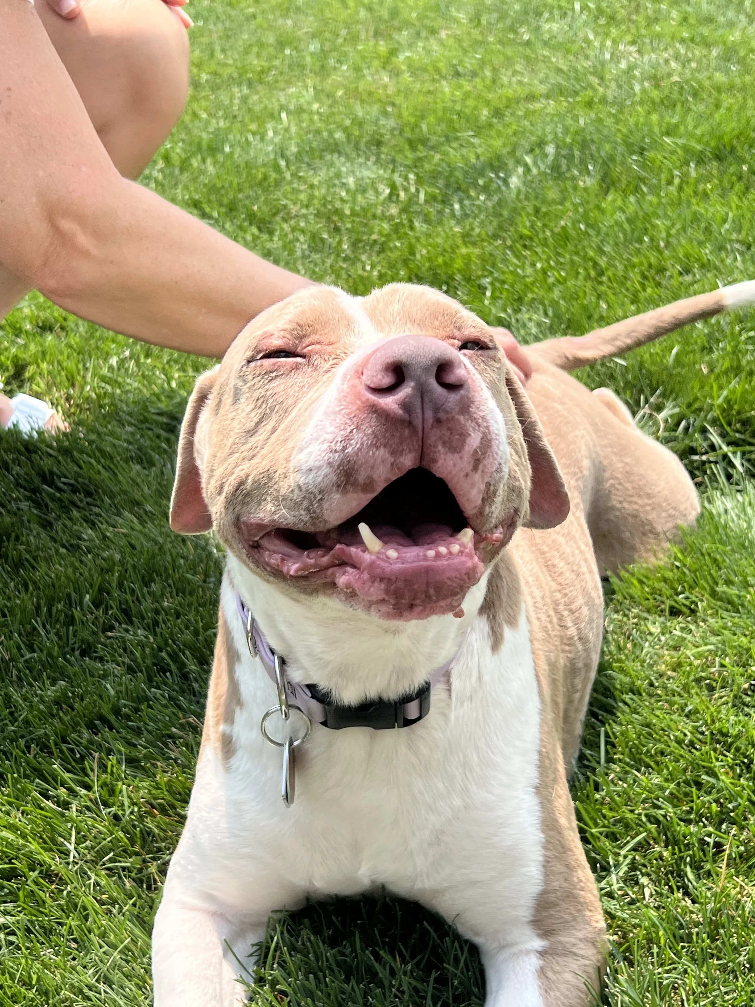 My tan pitbull Harlow laying in the grass and sunshine smiling