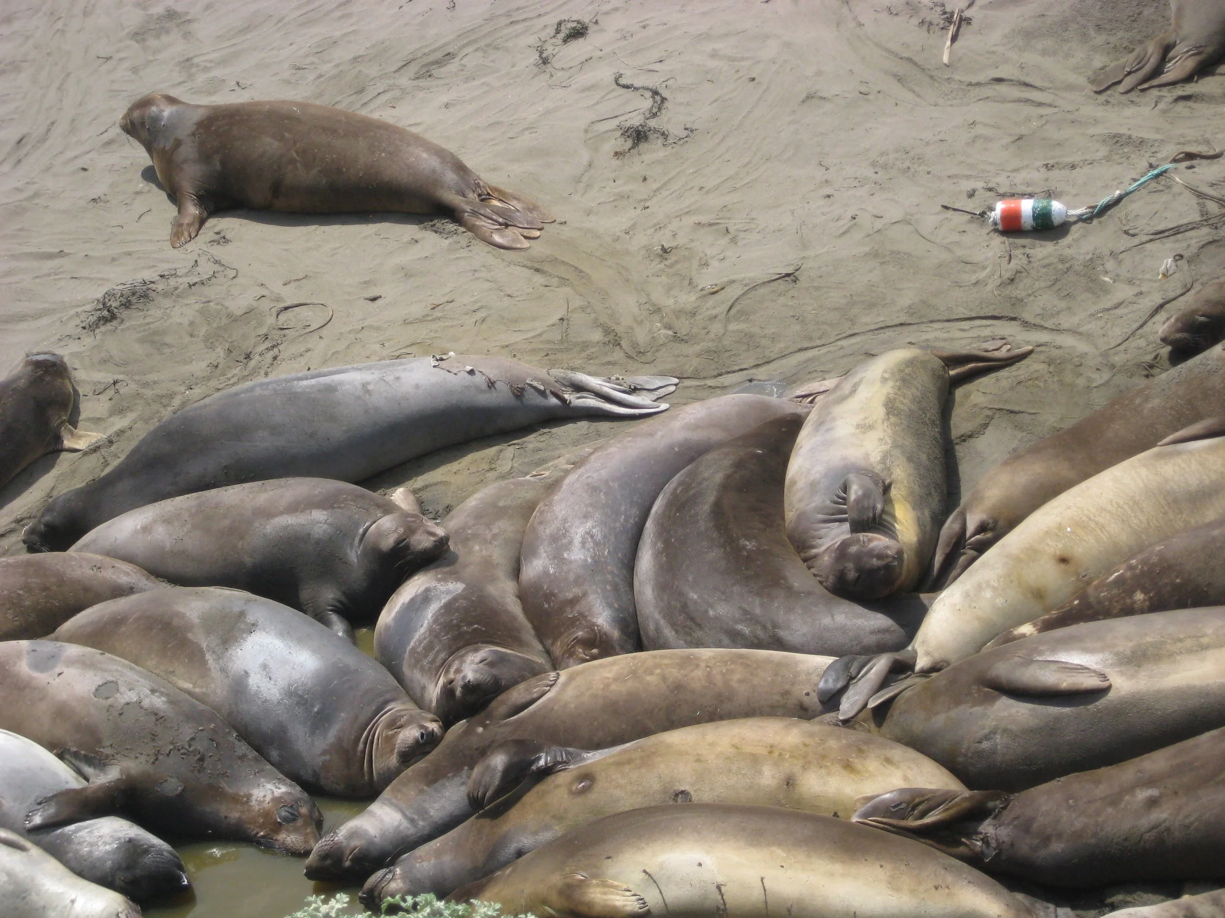 Elephant Seals in all of their glory