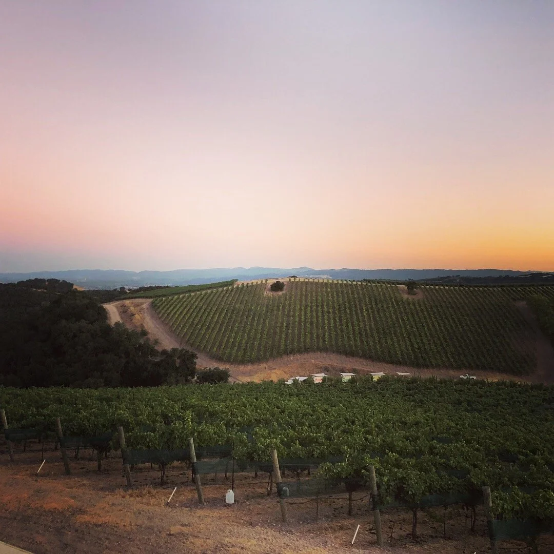 Views from a vineyard tasting at Alta Colina