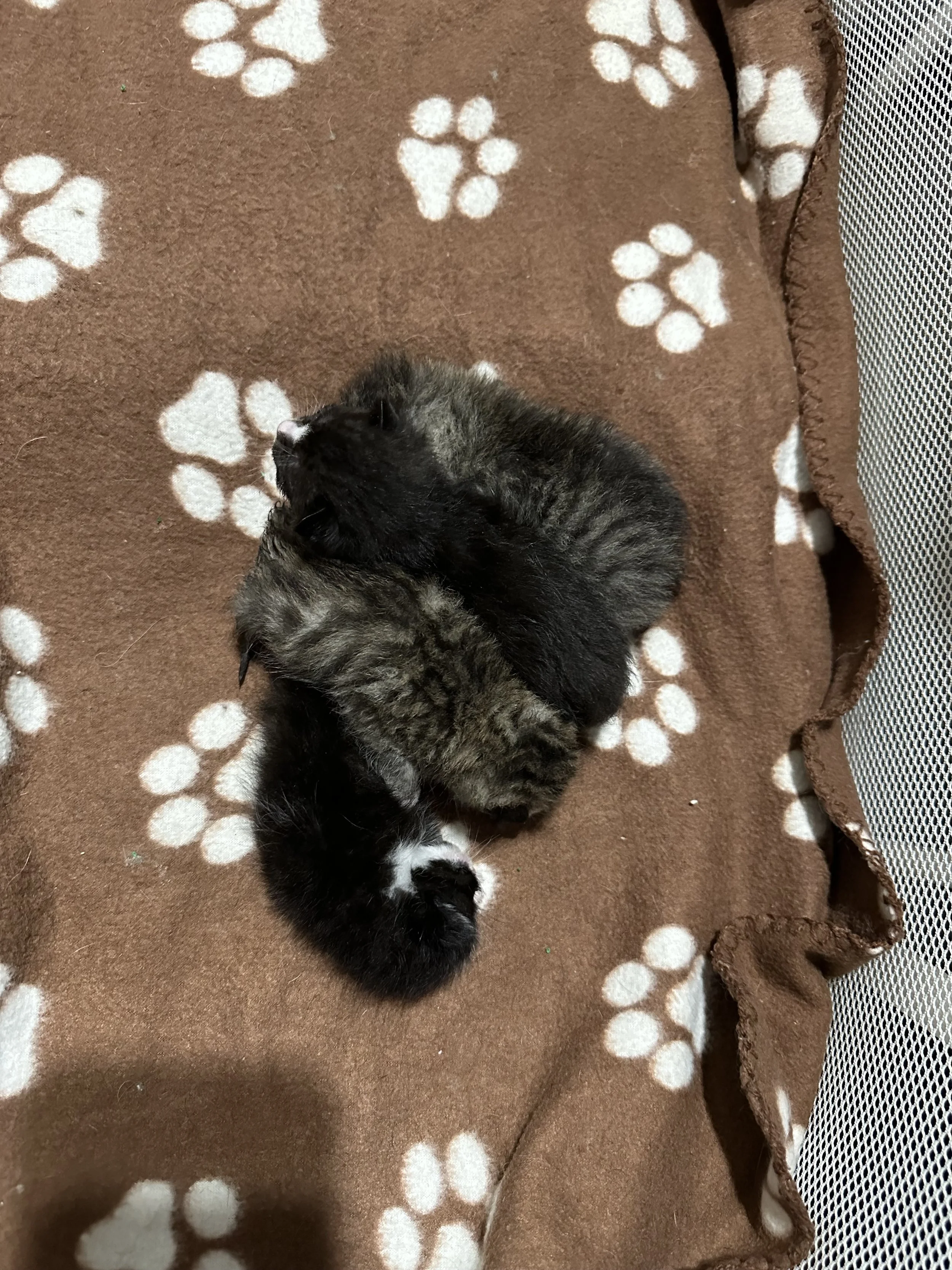 Nap time 💤💤💤💤