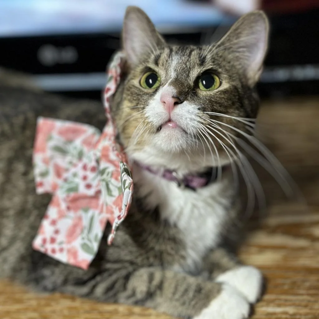 Calico cat
