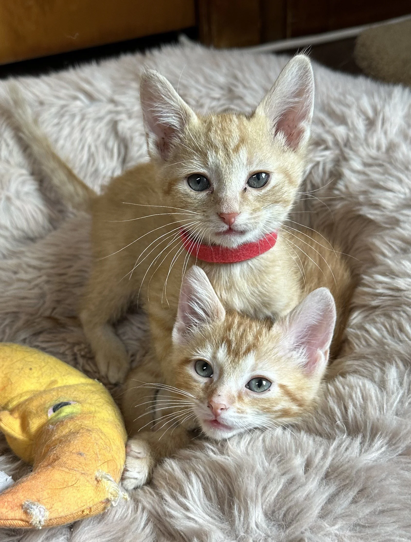 Goose (& Nectar)-Now-Both ADOPTED