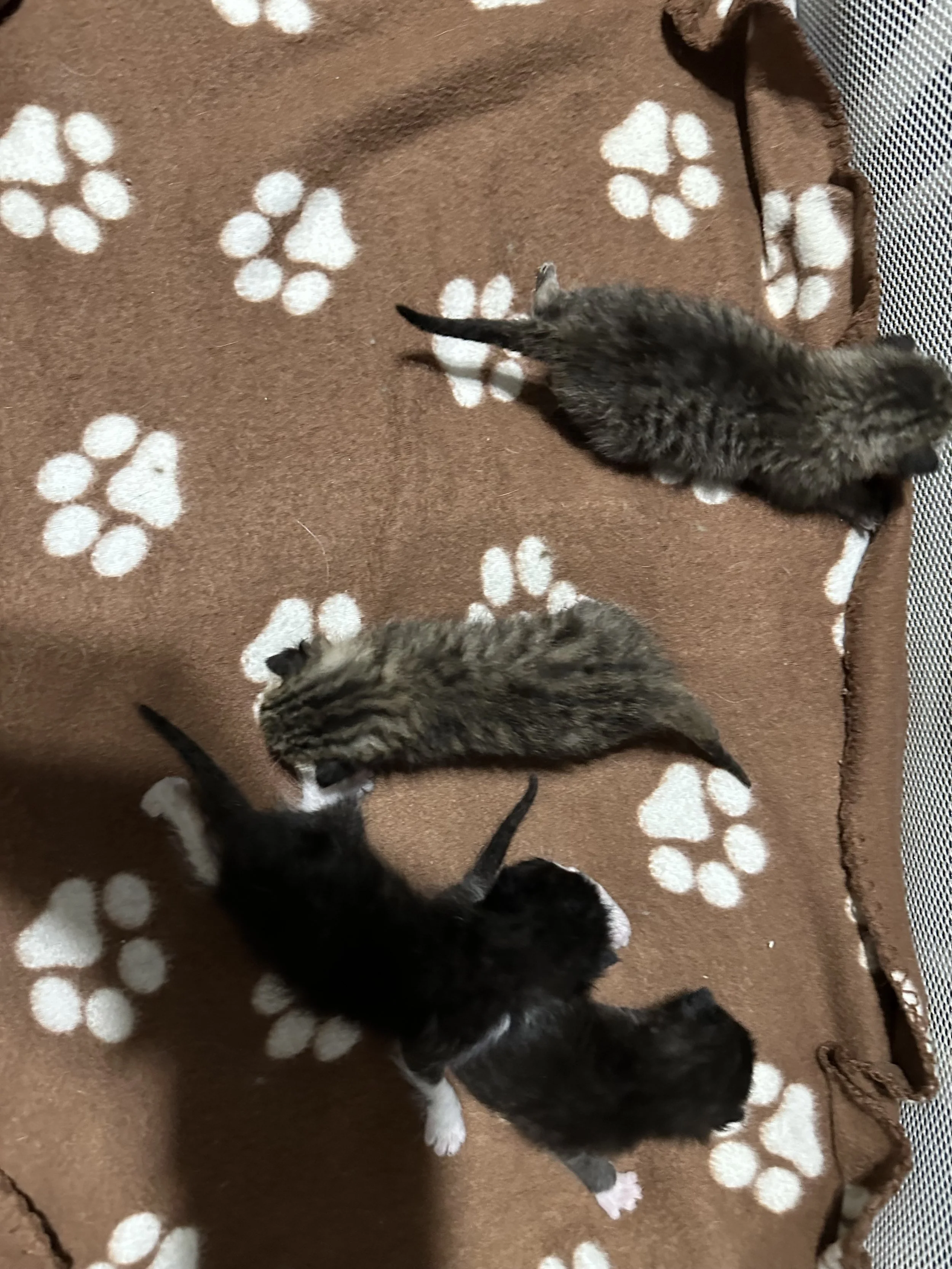 Welcome Flowerbed Babies! 🩷🩵🩷🩵