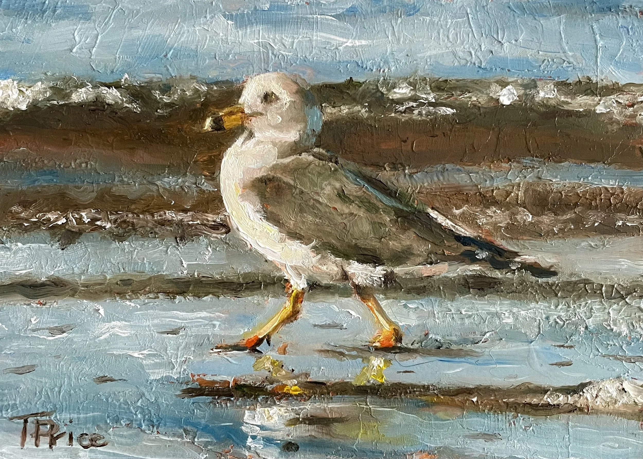 SOLD | Ring-Billed Gull | OIL ON PANEL | 7" X 5"