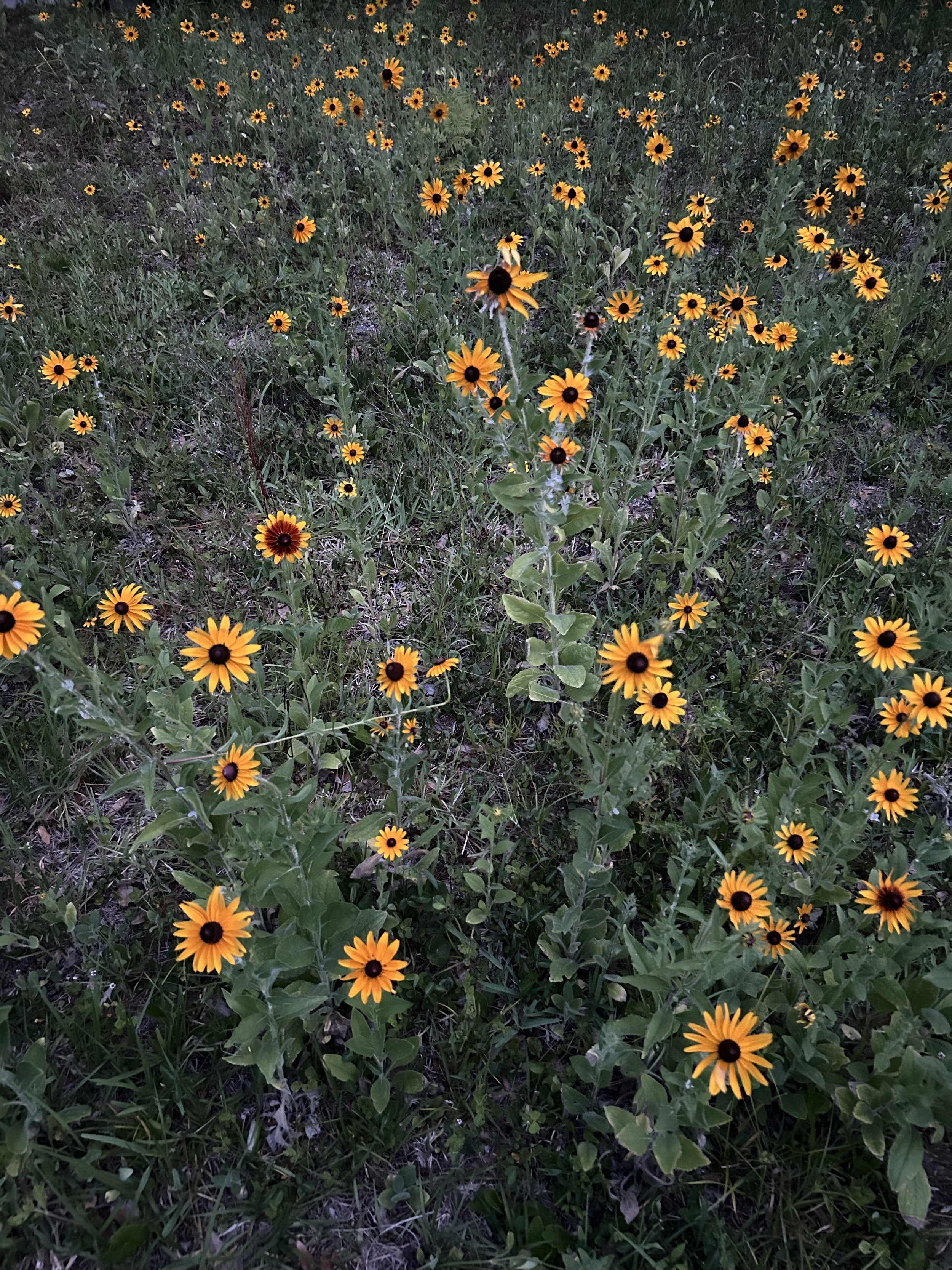 IMG_3993.jpeg
