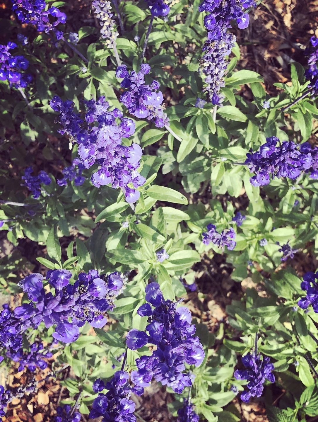 BEE926C9-3815-4E9E-8DCC-50FE001DDA9B.jpeg