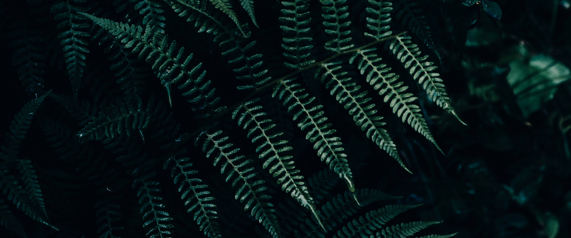 An image of a dark green fern with text saying "Don't let cost be a barrier to your health".
