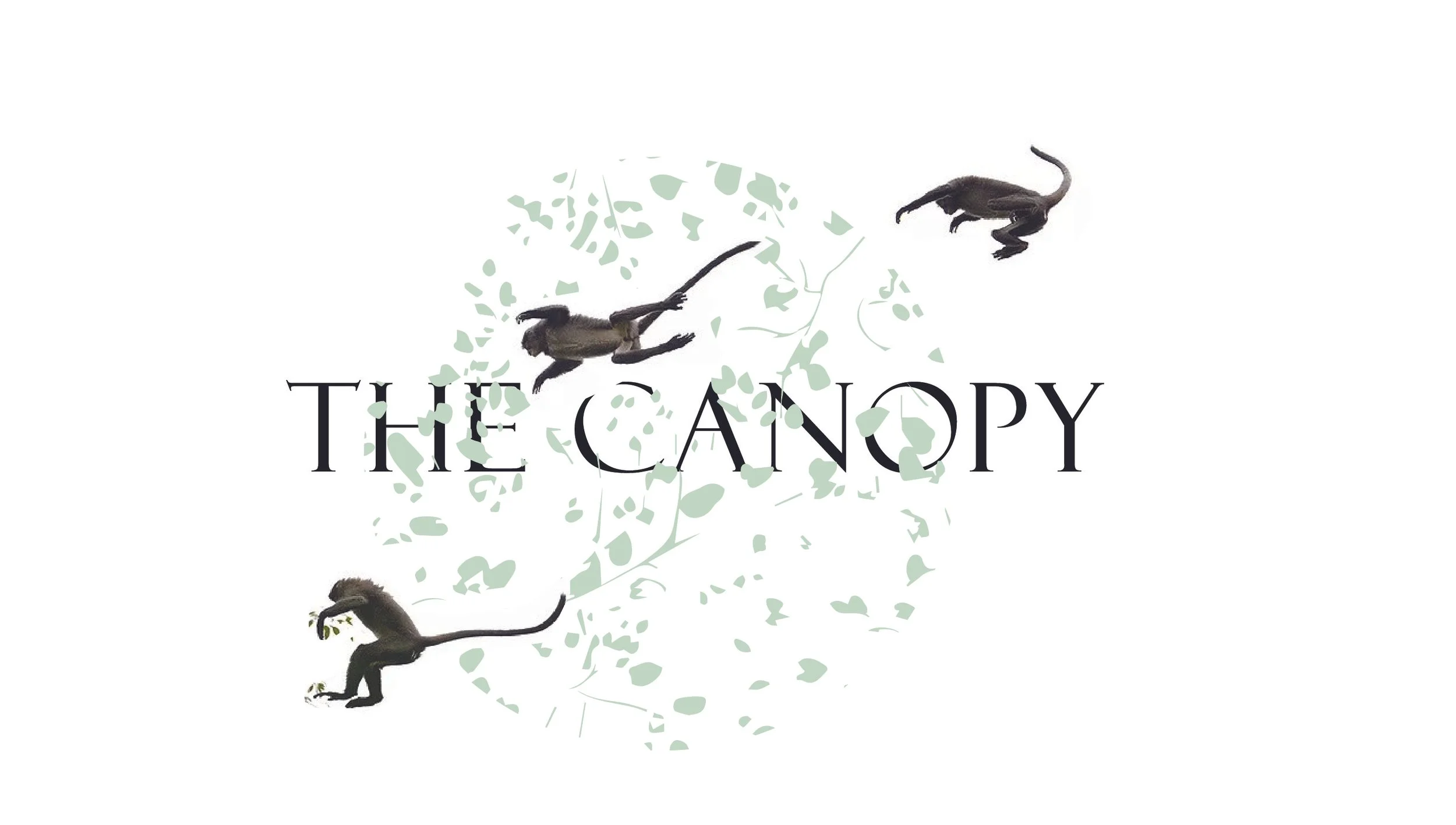 The Canopy.jpg