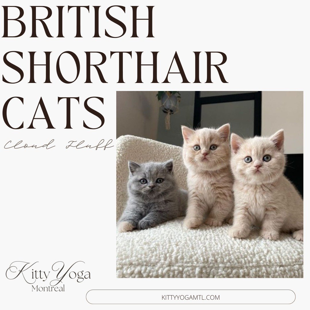 This Sunday is our last day with the British Shorthair cuties before they join their fur-ever families! Come enjoy some time with them and help them grow into happy and confident adult kitties 🤍 
Book with the link in our bio! Only a few spots left
