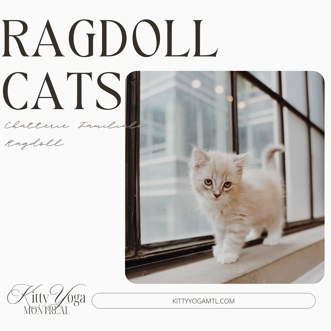 Yes, you read that right! Ragdolls are coming back to Kitty Yoga✨ 
After months of not having the chance to host classes with these adorable cats, they are finally joining us this weekend! 
This breed isn&rsquo;t guaranteed to come back the weekend a