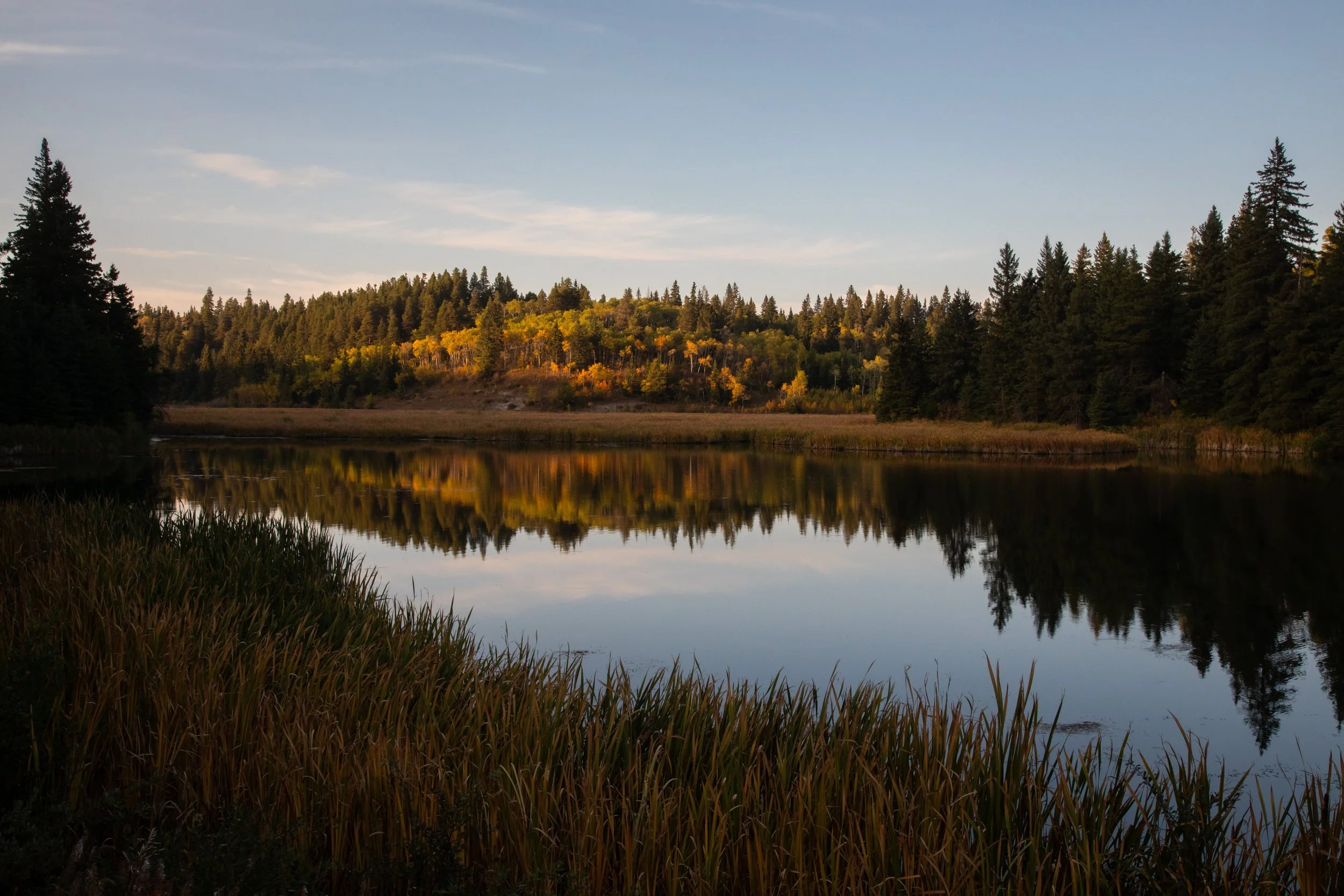Scenic view of Loch Lomond surrounded by pine trees and autumn foliage, with reflections in the water.