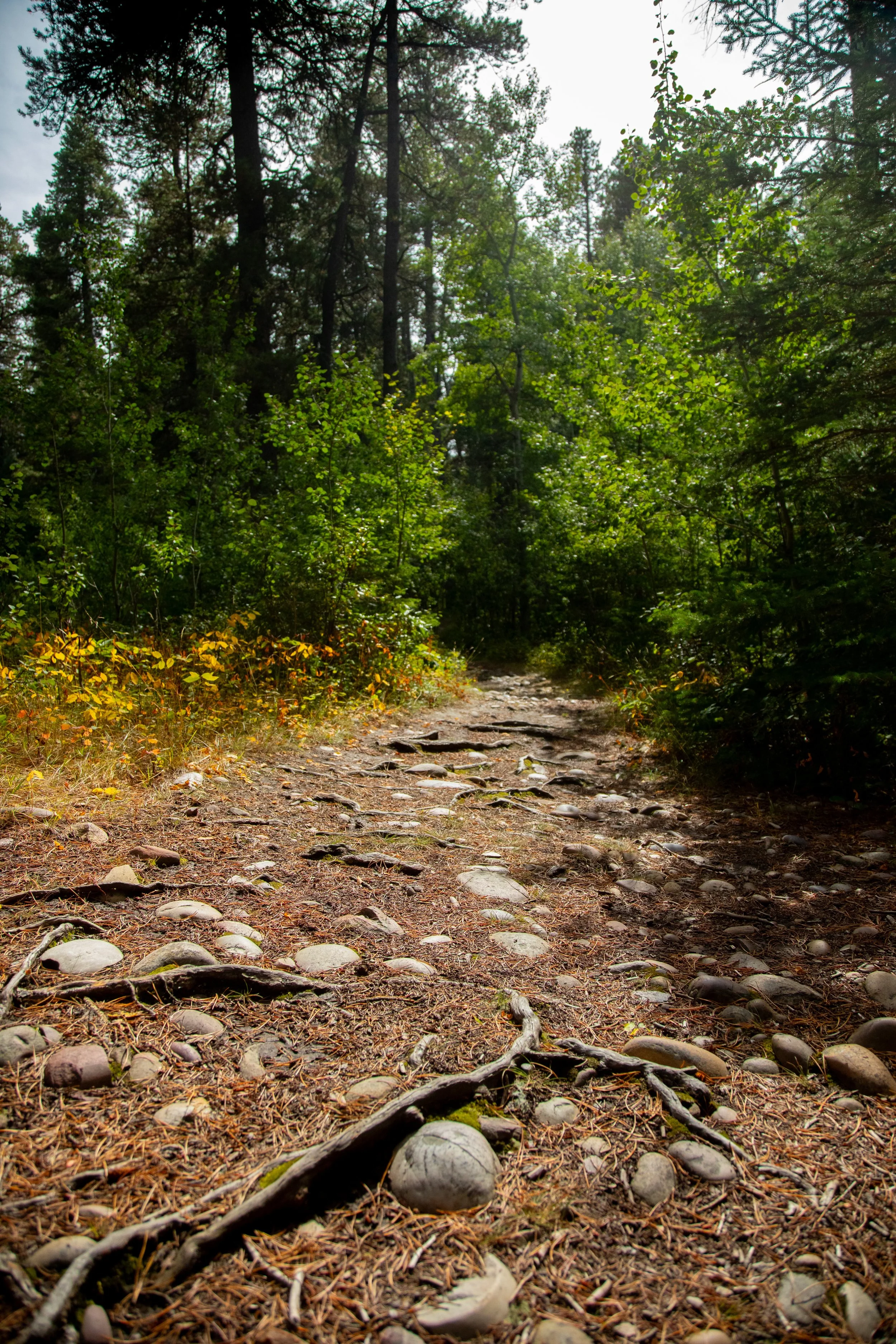 Ancient Riverbed Path Cypress Hills Park
