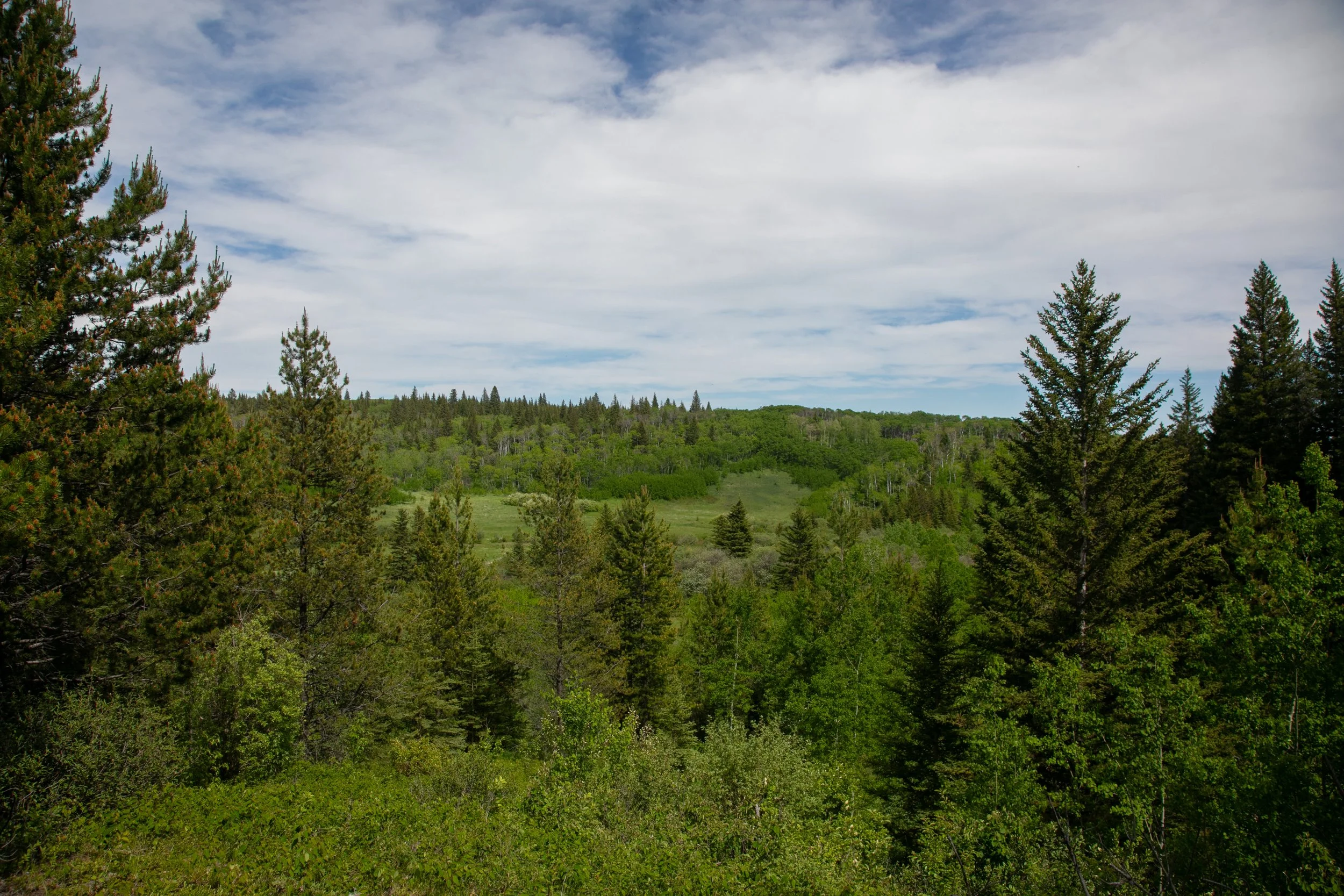 Whispering Pines Trail Cypress Hills