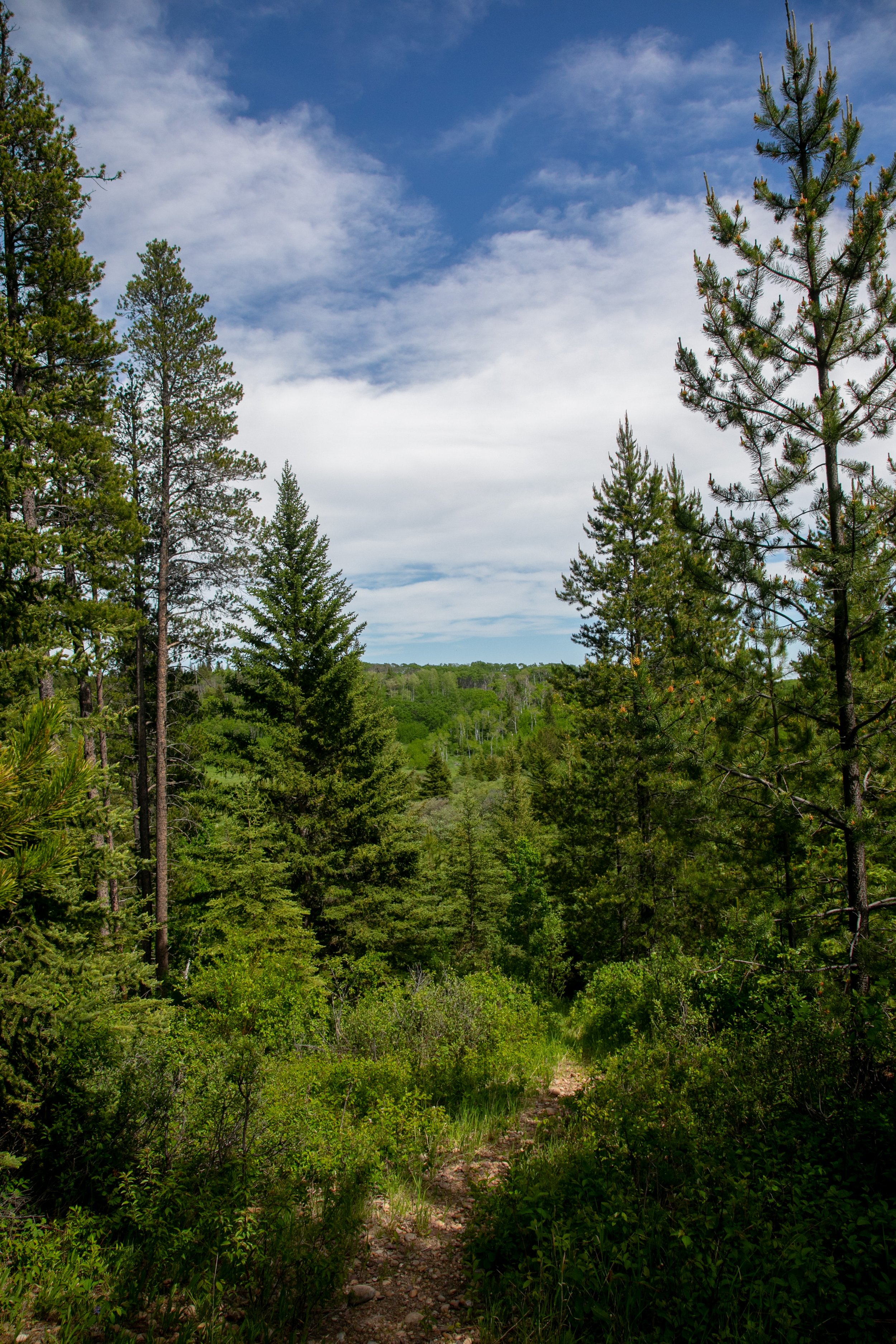 Whispering Pines Trail Cypress Hills