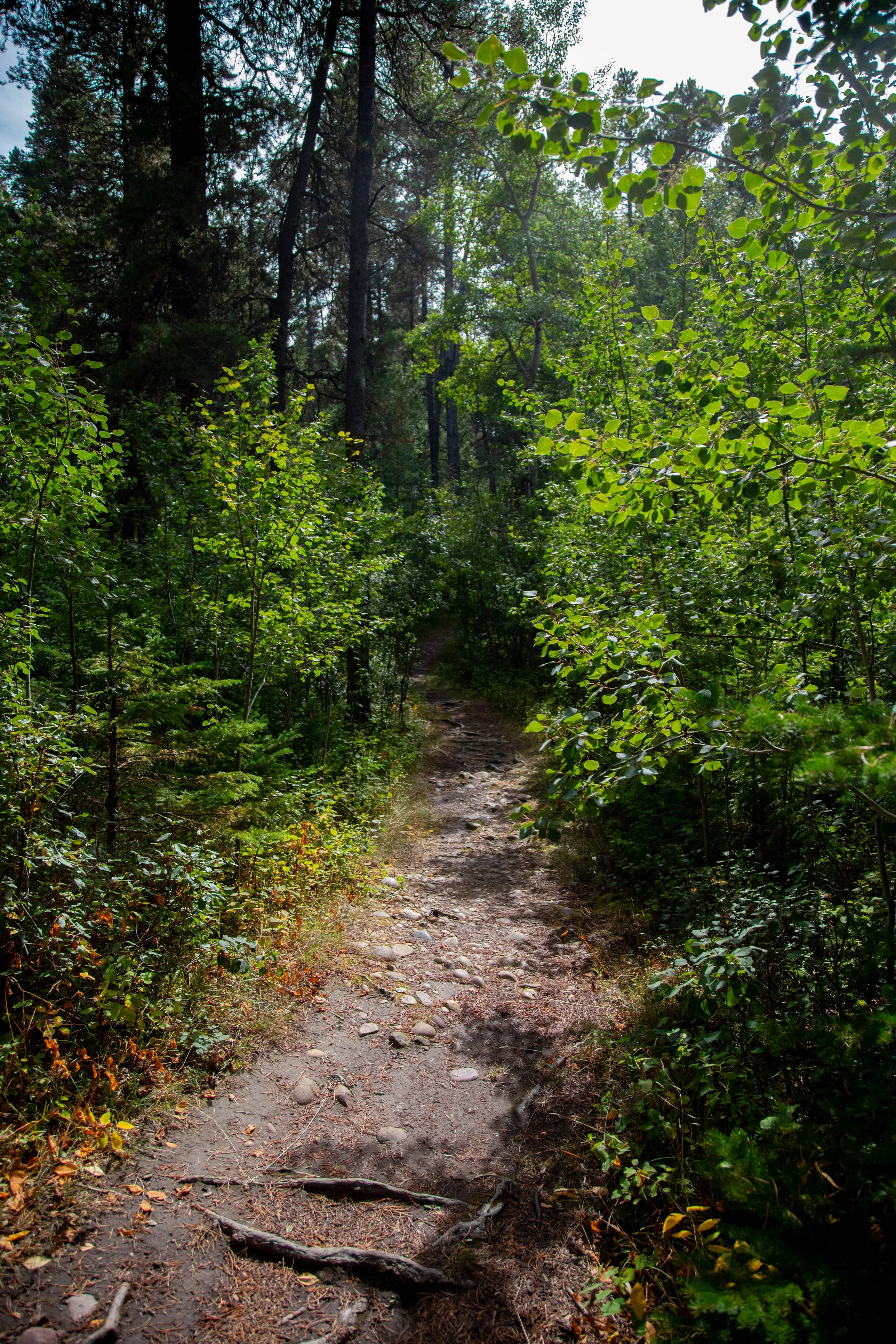 Whispering Pines Path