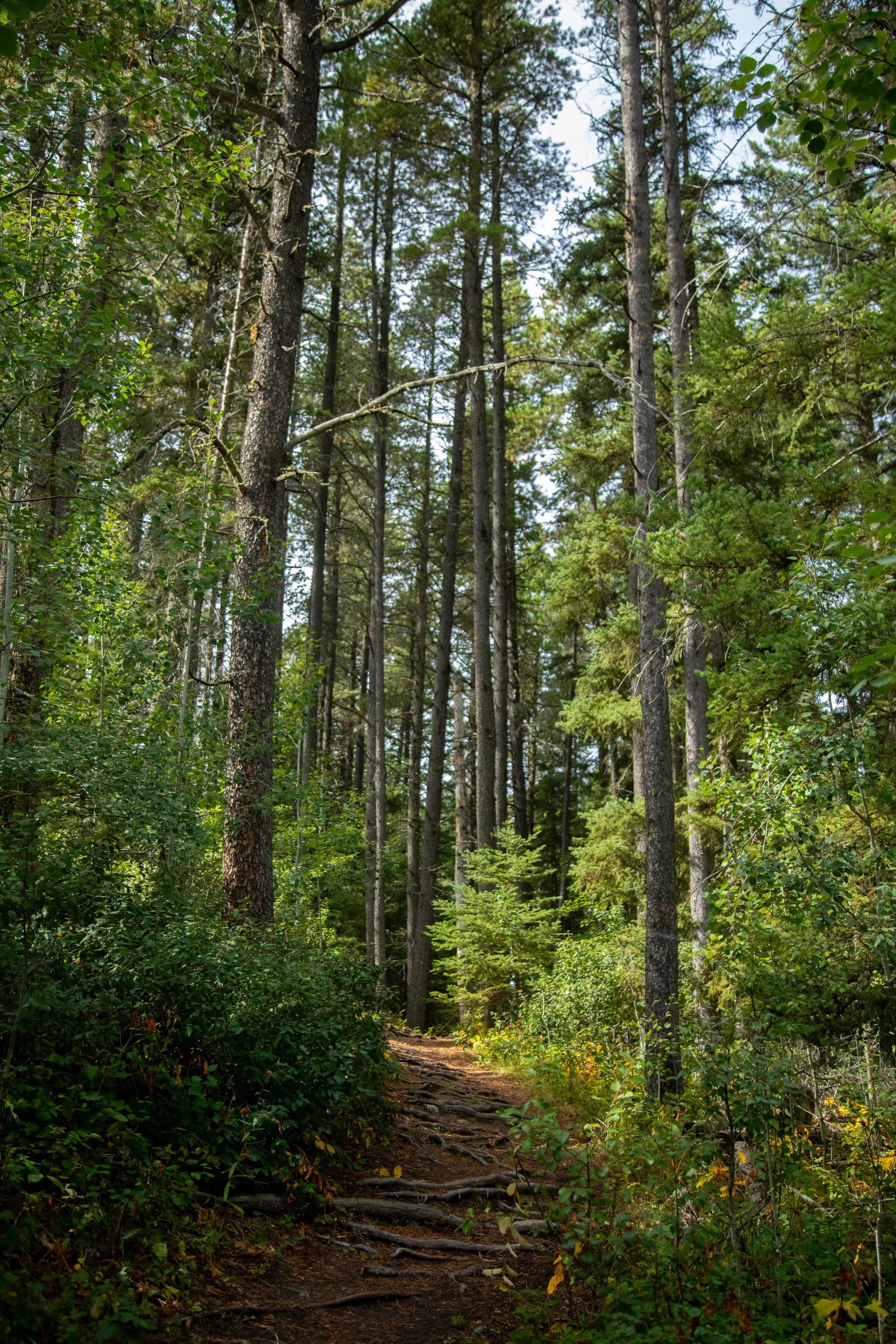 Cypress Hills Trail