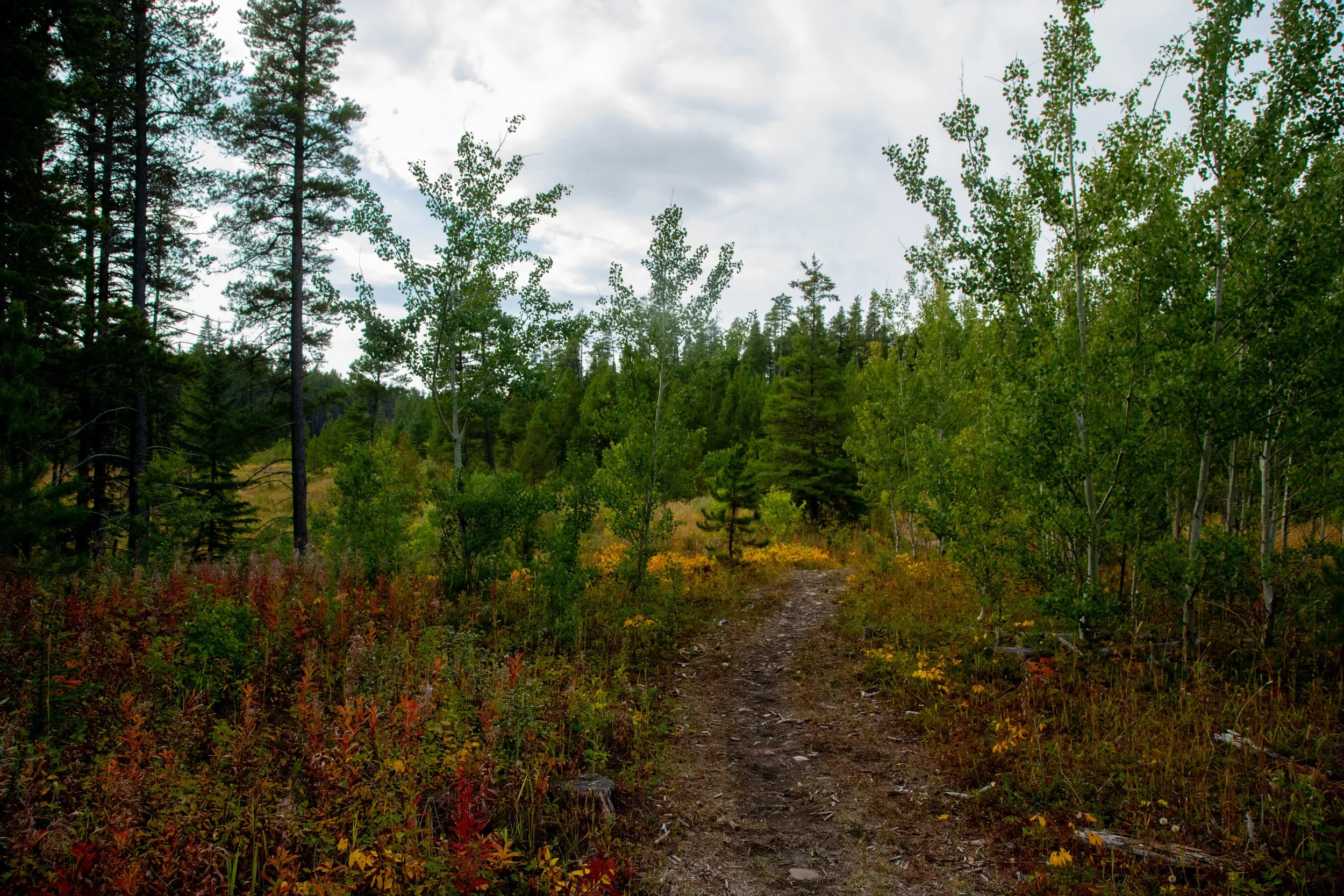 Fall in Cypress Hills