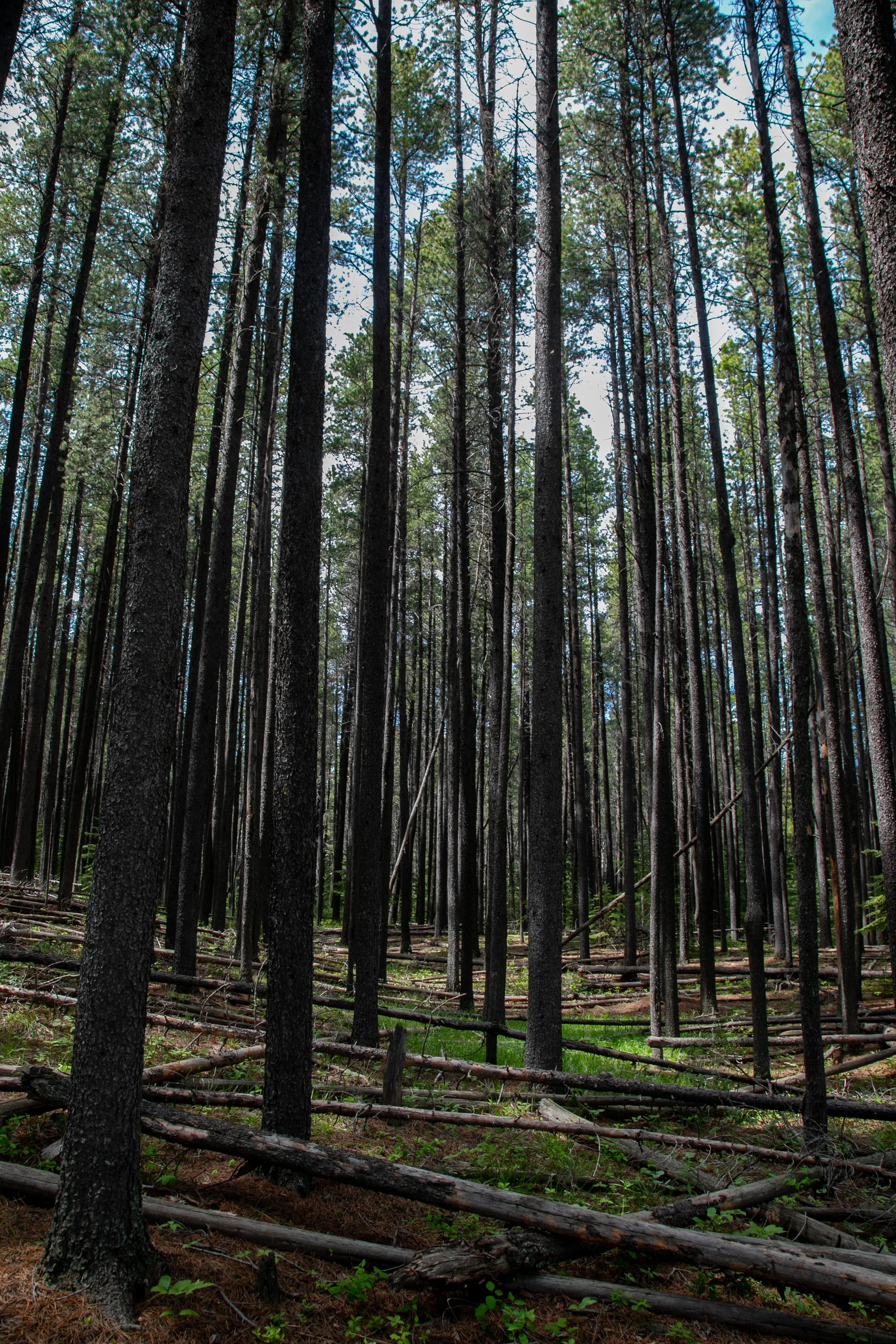 Moose Trail Cypress Hills