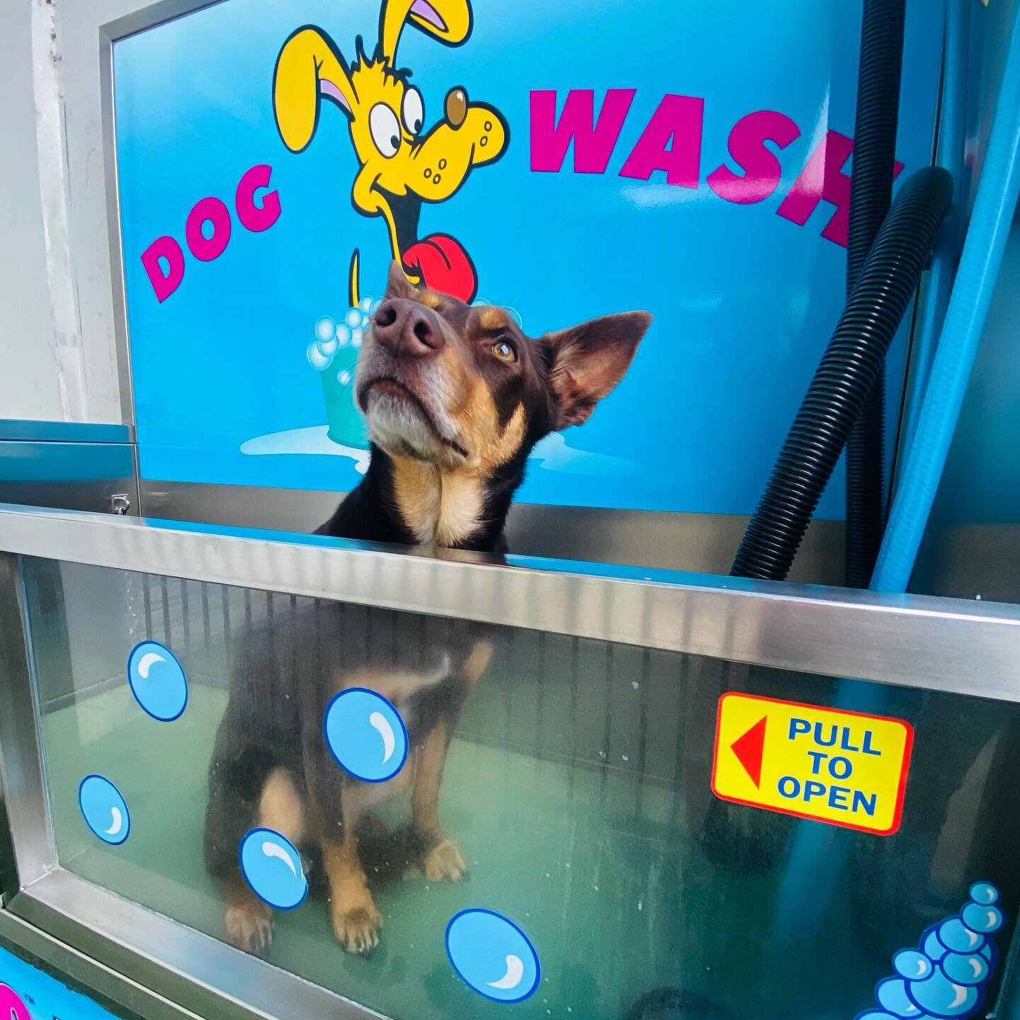 🐶✨ Calling all pet lovers! Discover the ultimate dog grooming experience at our K9000 DIY Dog Wash. Here's why you and your furry friend will love it:

1️⃣ **Convenience:** Skip the messy bathroom battles at home. Our self-serve dog wash is hassle-f