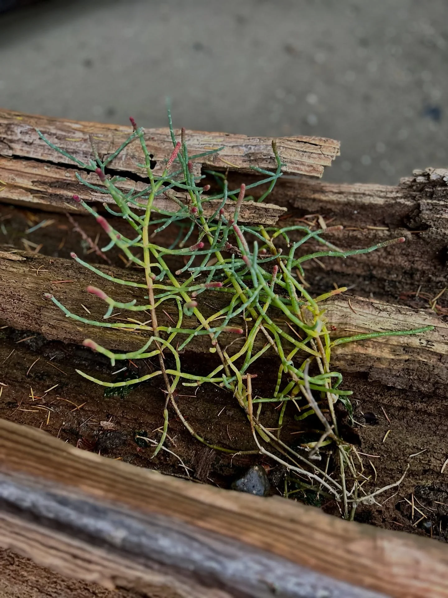 🌊 Meet the Salty Superplant! 🌿
This funky little plant is Sea Asparagus (Salicornia depressa), a true coastal survivor growing where land and tide dance together. You&rsquo;ll spot it in salt marshes and tidal flats all along the Pacific Northwest 