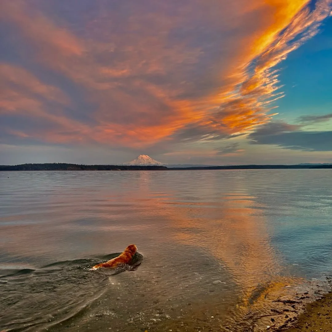 Our golden retriever Ticaboo is ready for an ecotour, are you? Perfect gift idea for outdoorsy folks who like to explore and appreciate the beauty of nature and wildlife - our drift boat comfortably seats up to four guests. We often see seals, porpoi