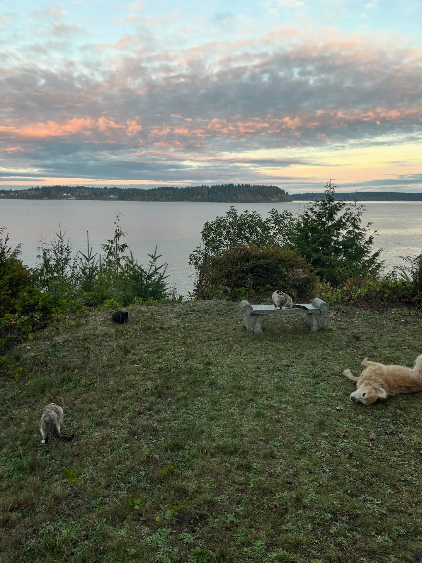 lately 

#fyp #duckhunt #service