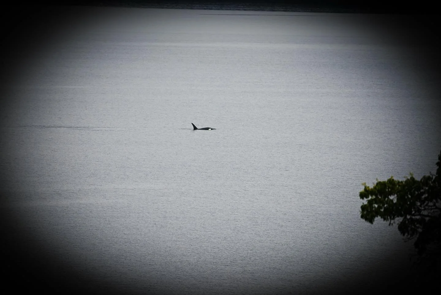 orca spotted today, nisqually reach, south puget sound

#orca #seattle #forestbathing #shinrinyoku 

#whalewatching