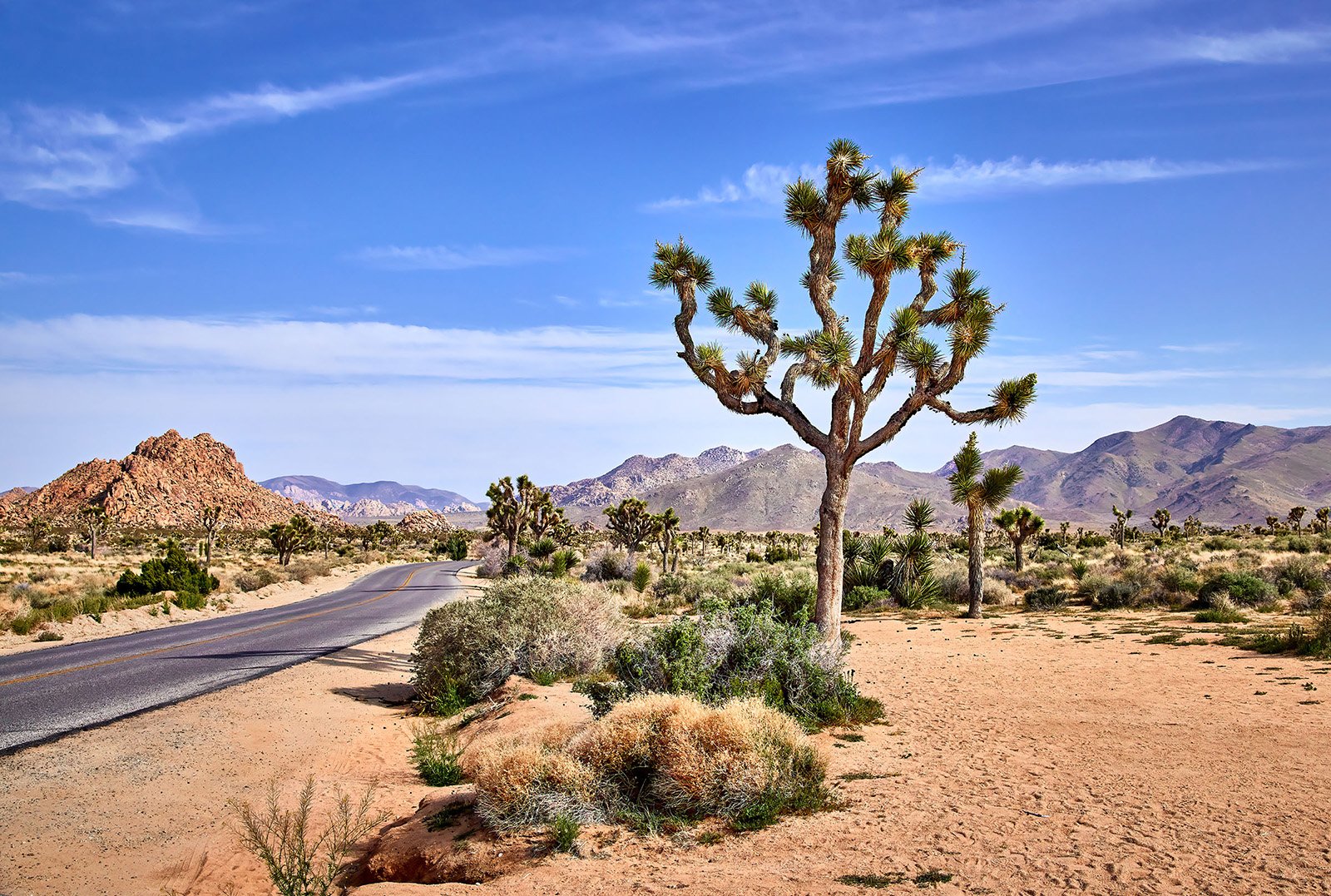 joshua-tree-oliphant-photo-art-5810.FILE.jpg