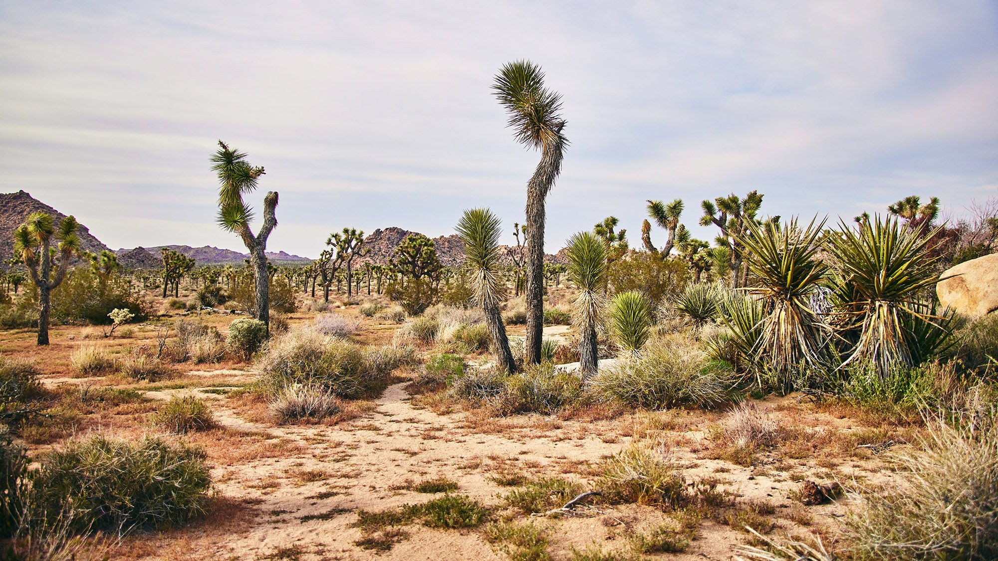 joshua-tree_E5990-FILE.jpg