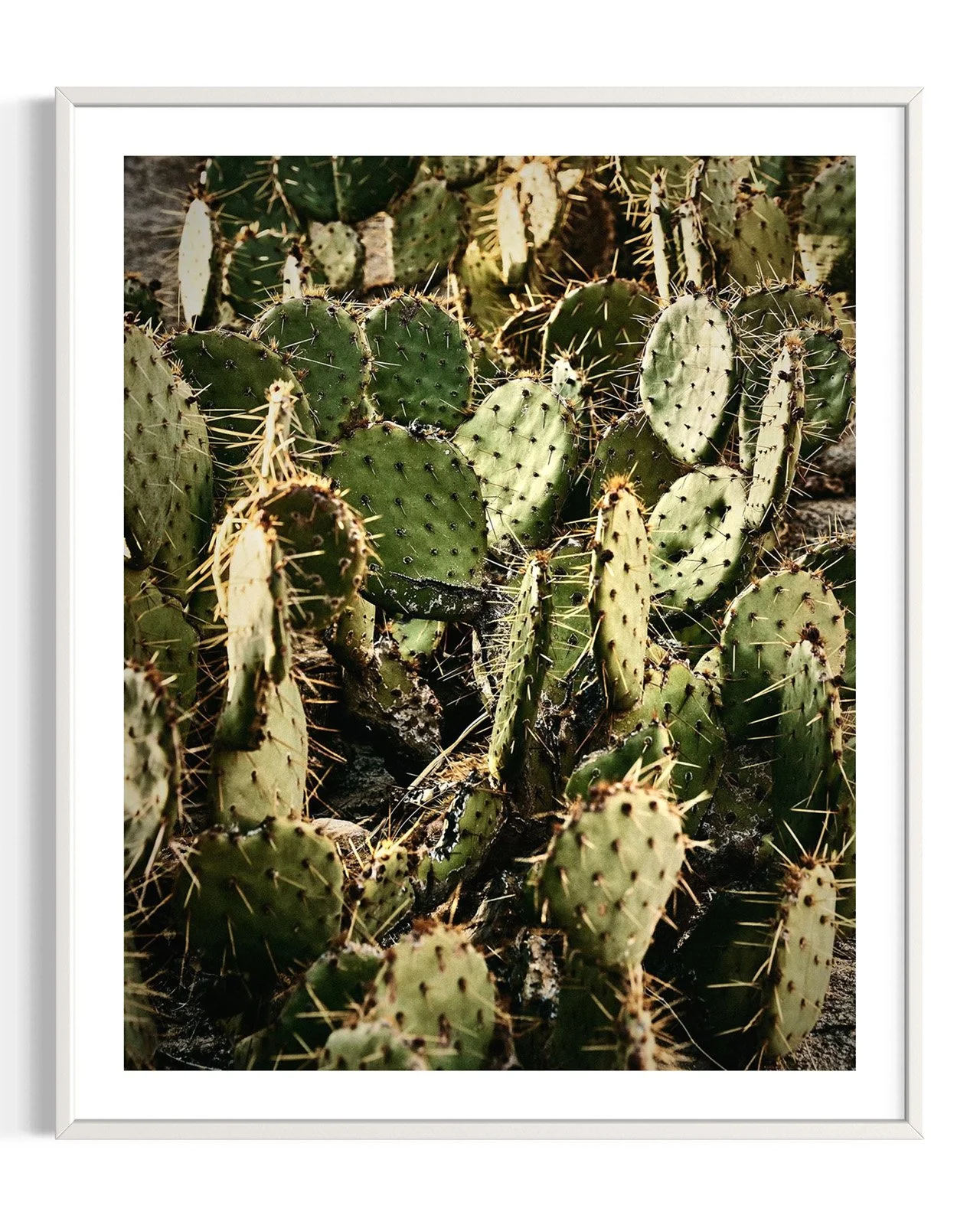 joshua-tree-cacti-oliphant-photo-art.6080.FF.DTL.WHT.001.jpg