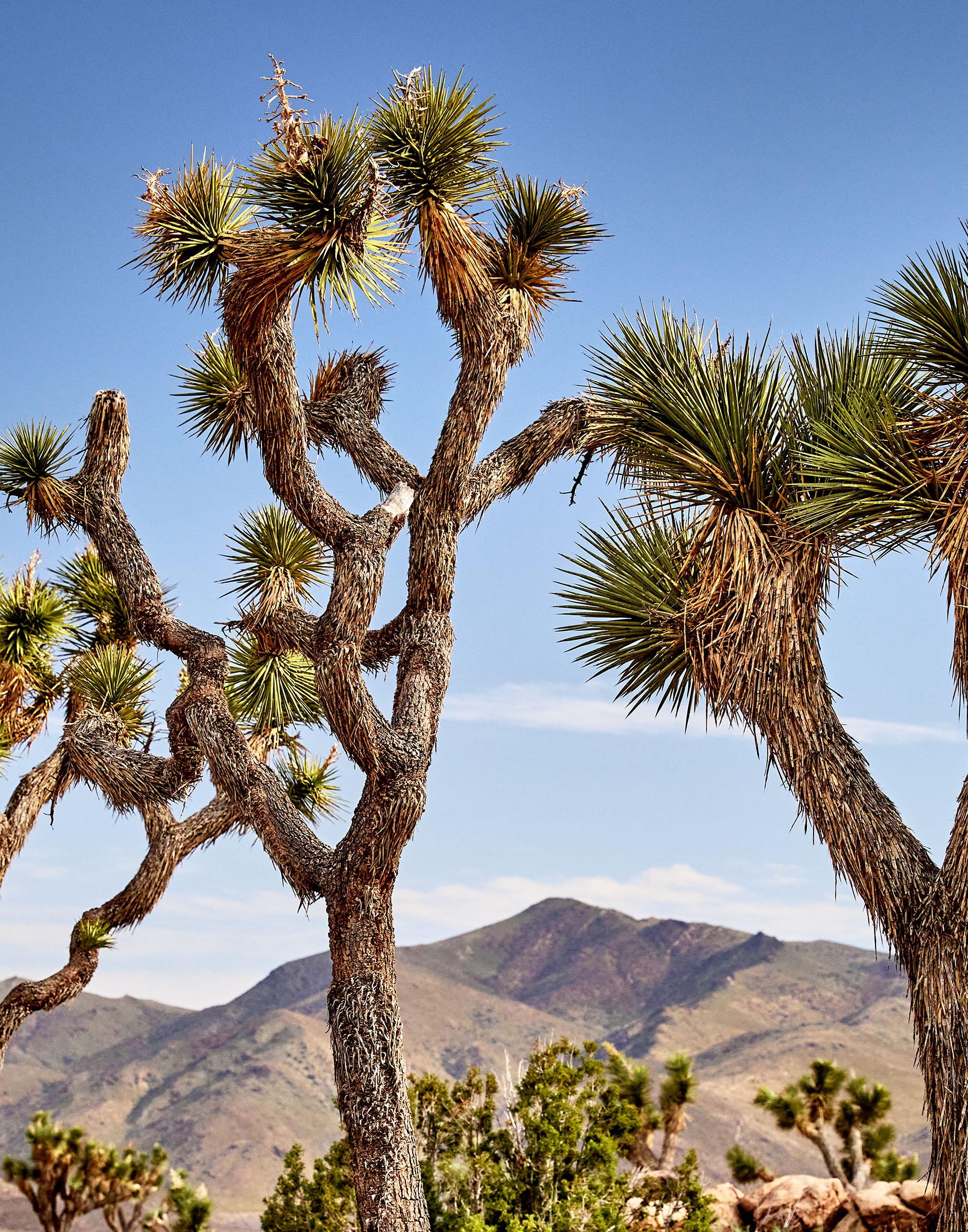 joshua-tree-oliphant-photo-art-5880.DETAIL.jpg
