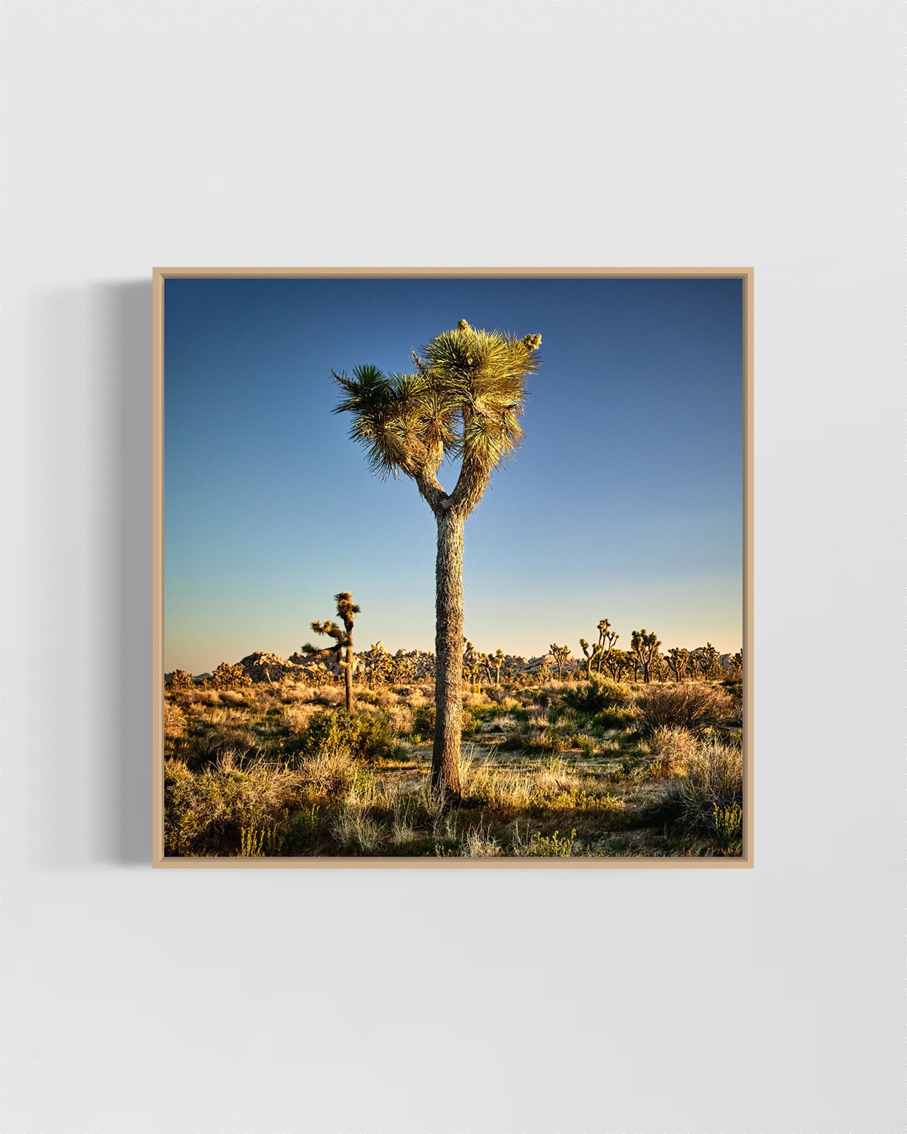 joshua-tree-oliphant-photo-art-6310-2.OAK.jpg