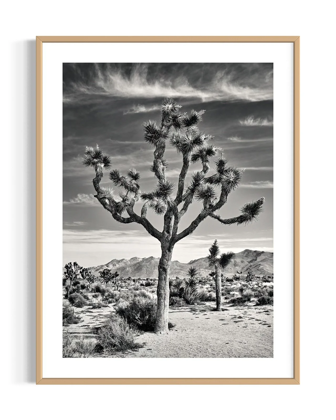 joshua-tree-oliphant-photo-art-5818BW.FF.DTL.OAK.001.jpg