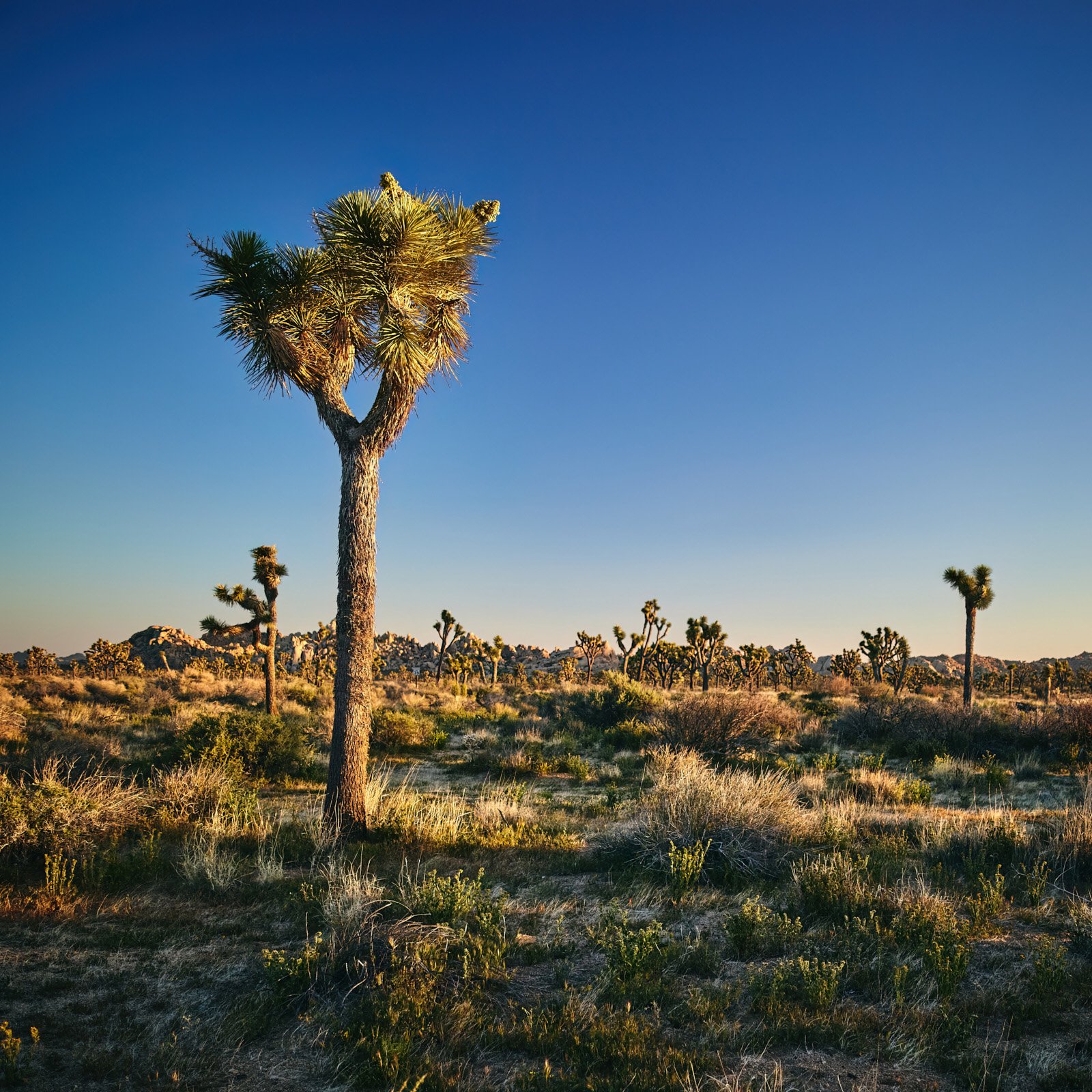 joshua-tree-oliphant-photo-art-6308.FILE.jpeg