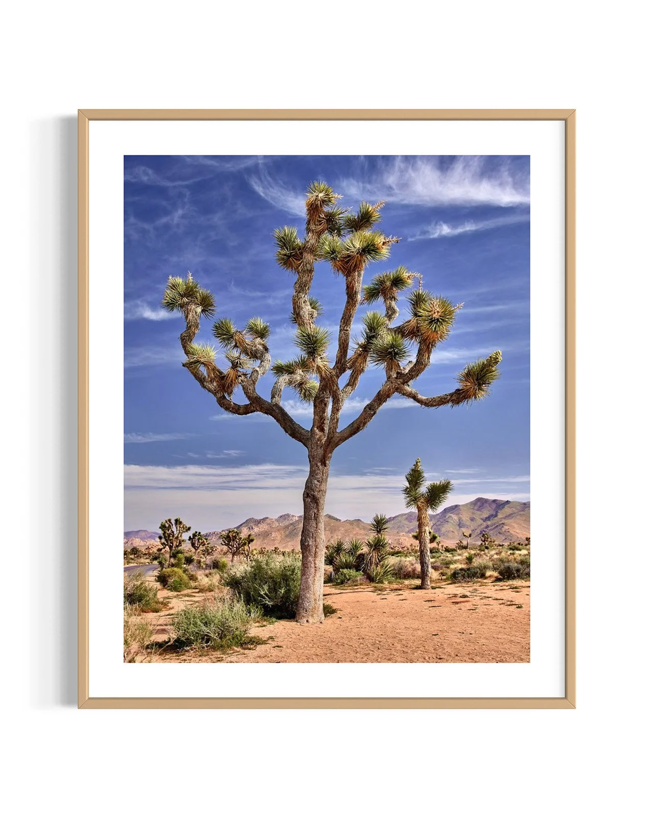 joshua-tree-oliphant-photo-art-5813.FF.DTL.OAK.001.jpg