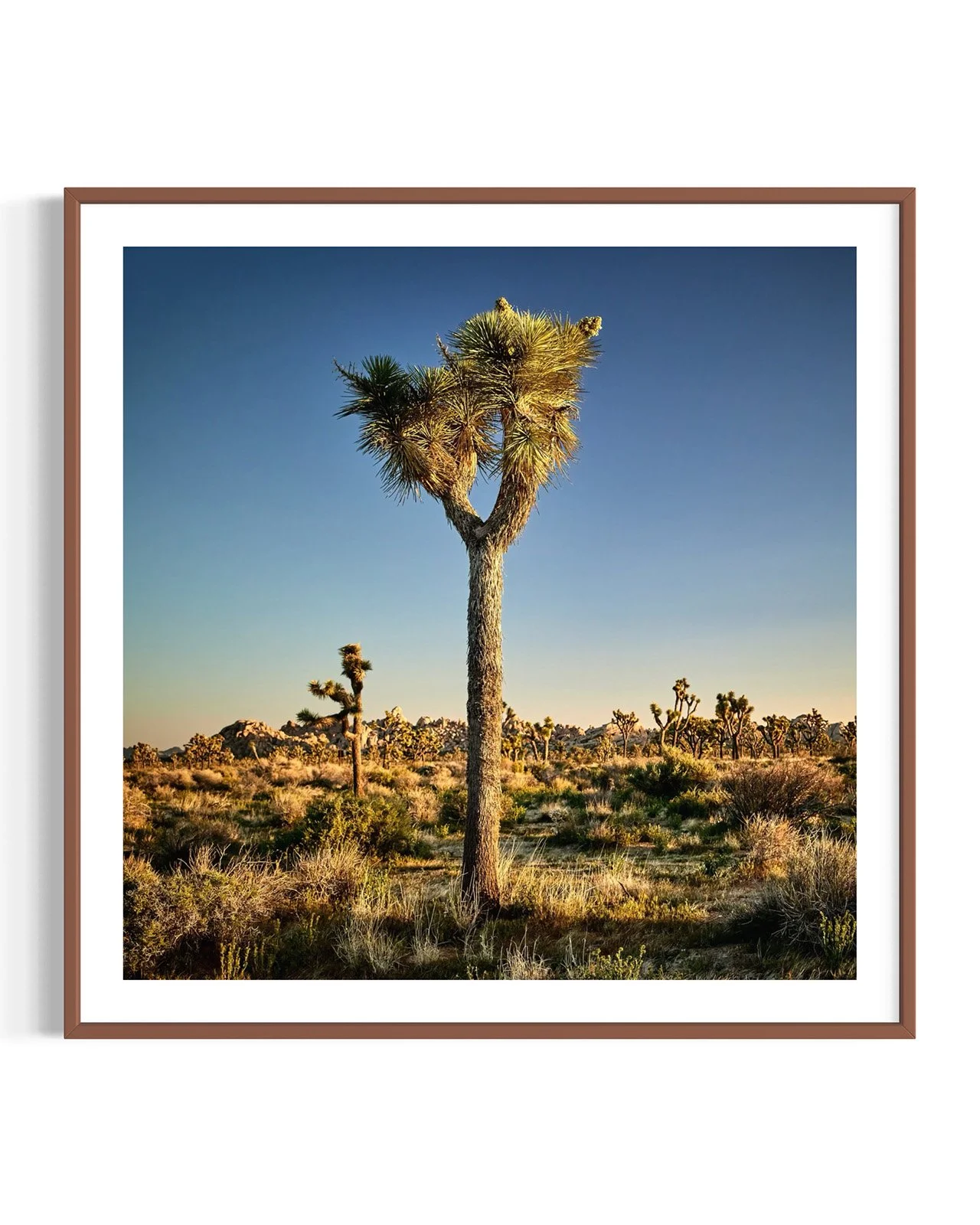 joshua-tree-oliphant-photo-art-6310-2.FF.DTL.WNT.001.jpg