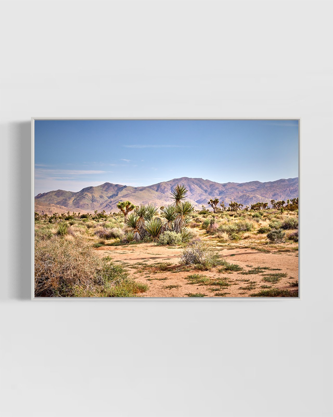 joshua-tree-oliphant-photo-art-5827-1.WHITE.jpg