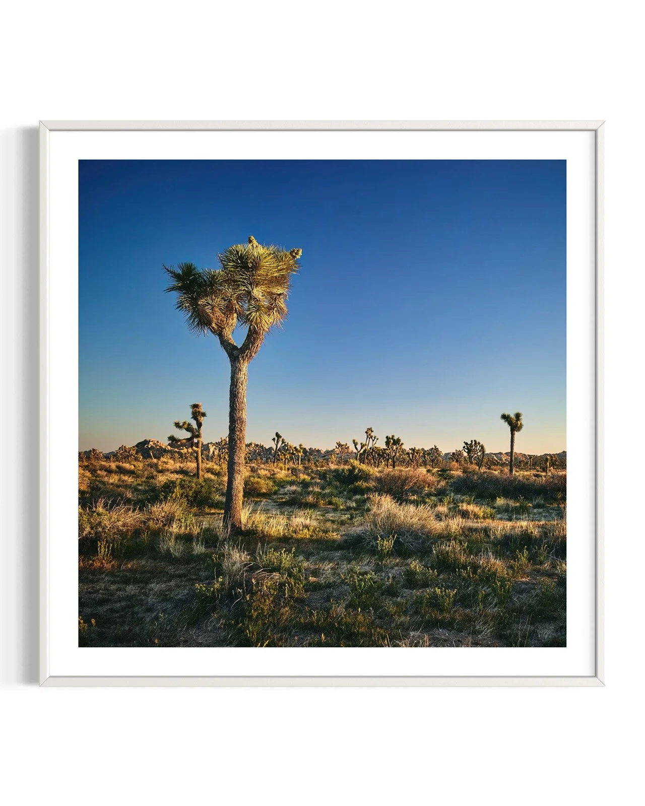 joshua-tree-oliphant-photo-art-6308.FF.DTL.WHT.001.jpg